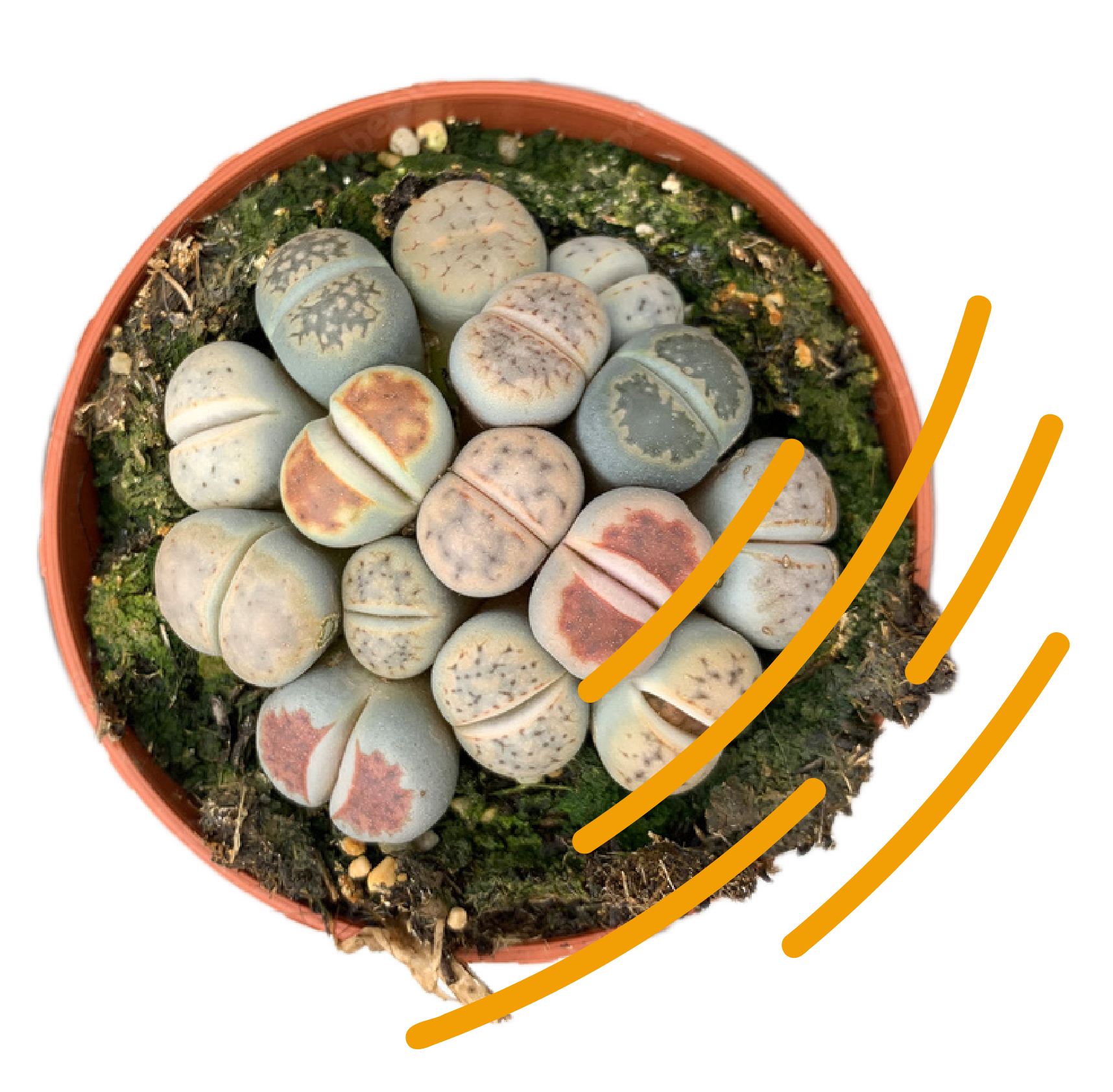 Unusual, rare and sought after plants Based in Johannesburg, South