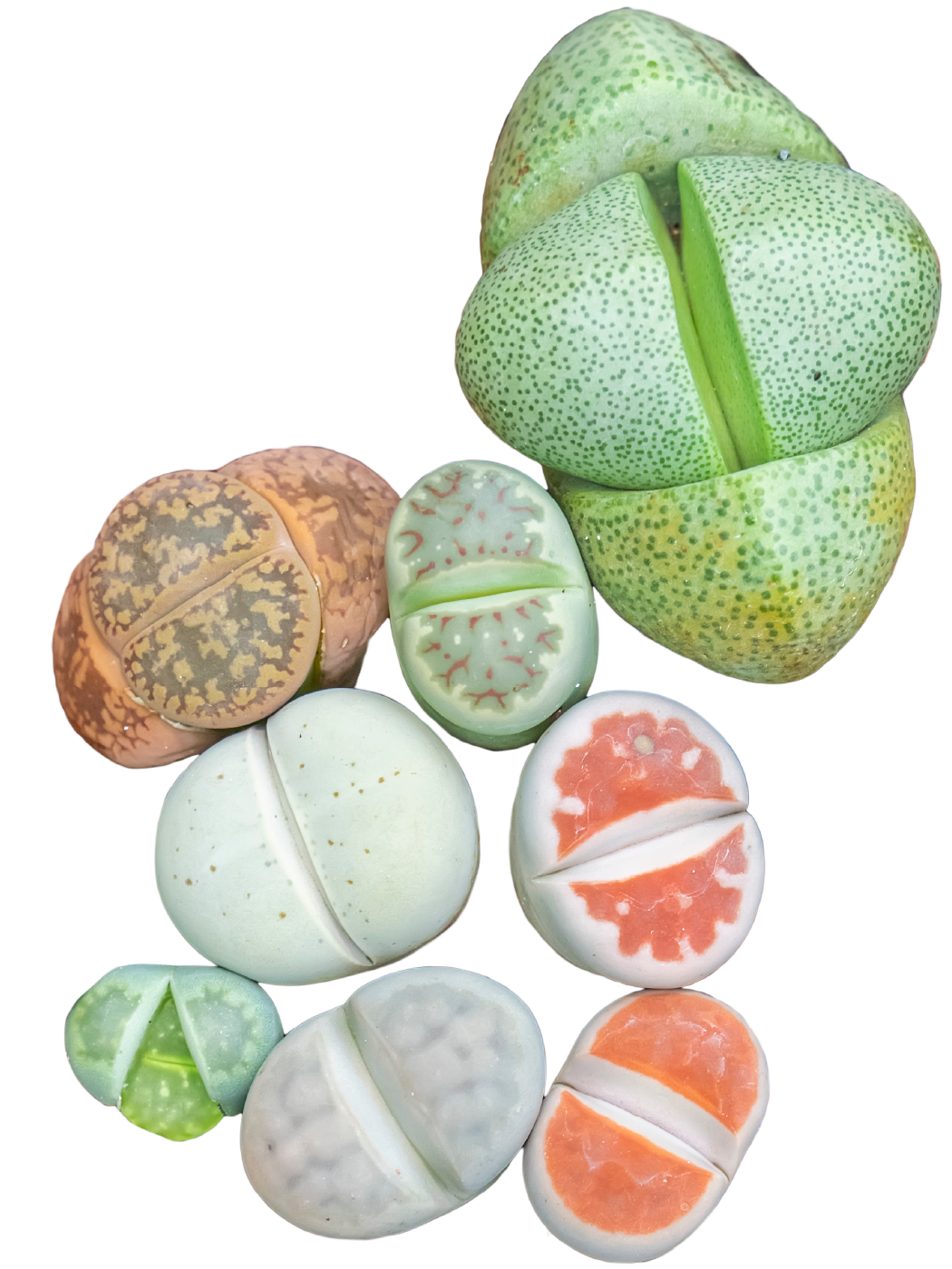 Unusual, rare and sought after plants Based in Johannesburg, South