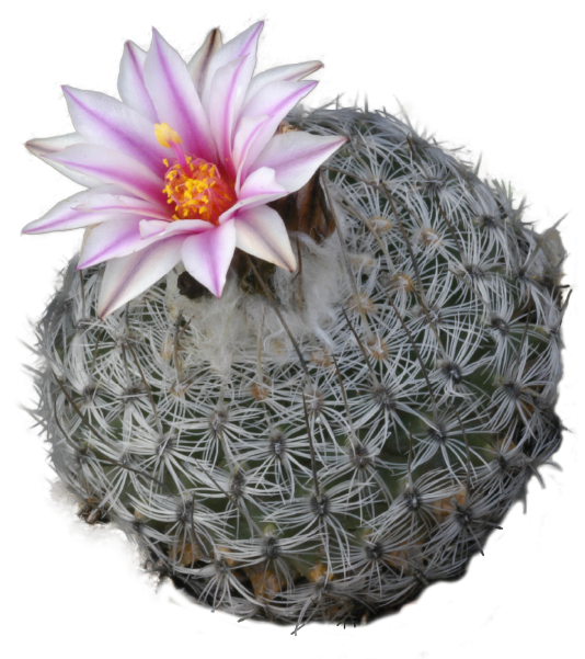 Unusual, rare and sought after plants Based in Johannesburg, South