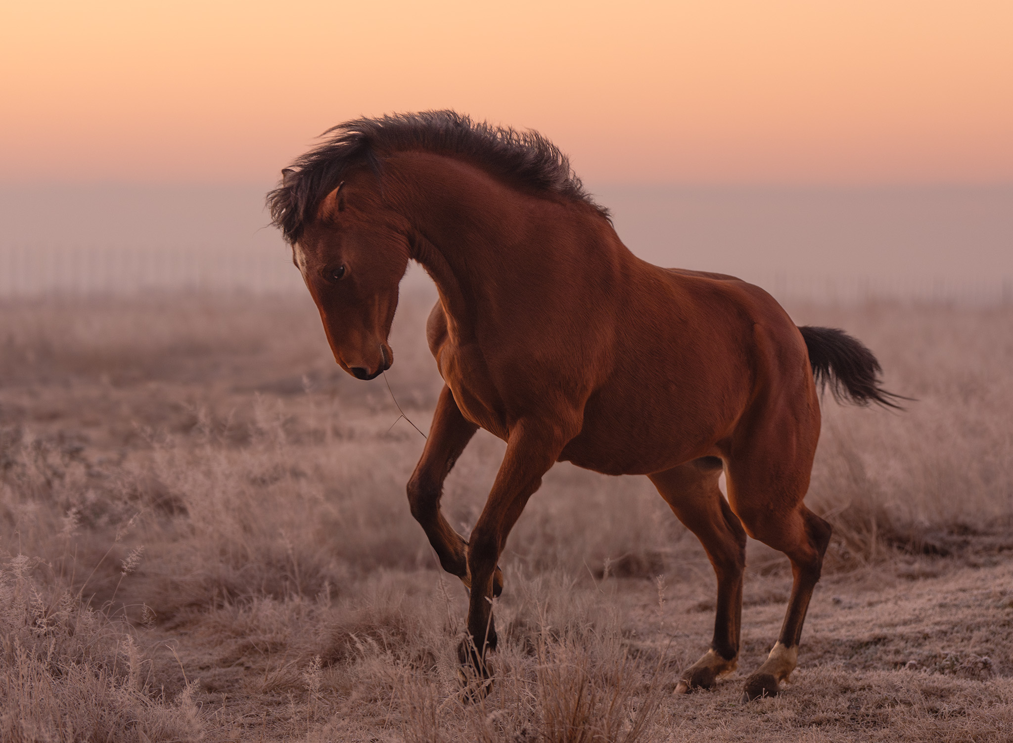 Image of a horse prancing at dawn