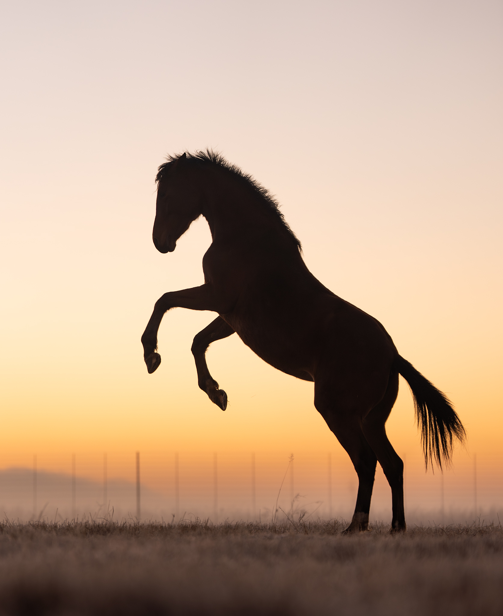 Silhouette of a horse rearing at dawn 