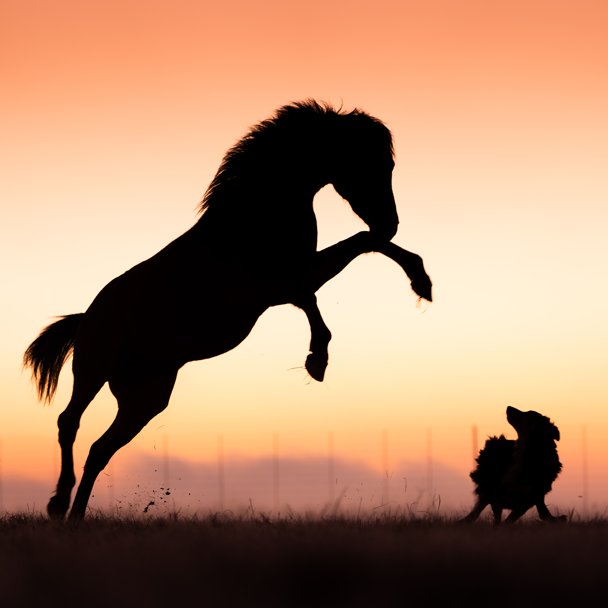 Silhouette of rearing horse and dog against the sunrise.