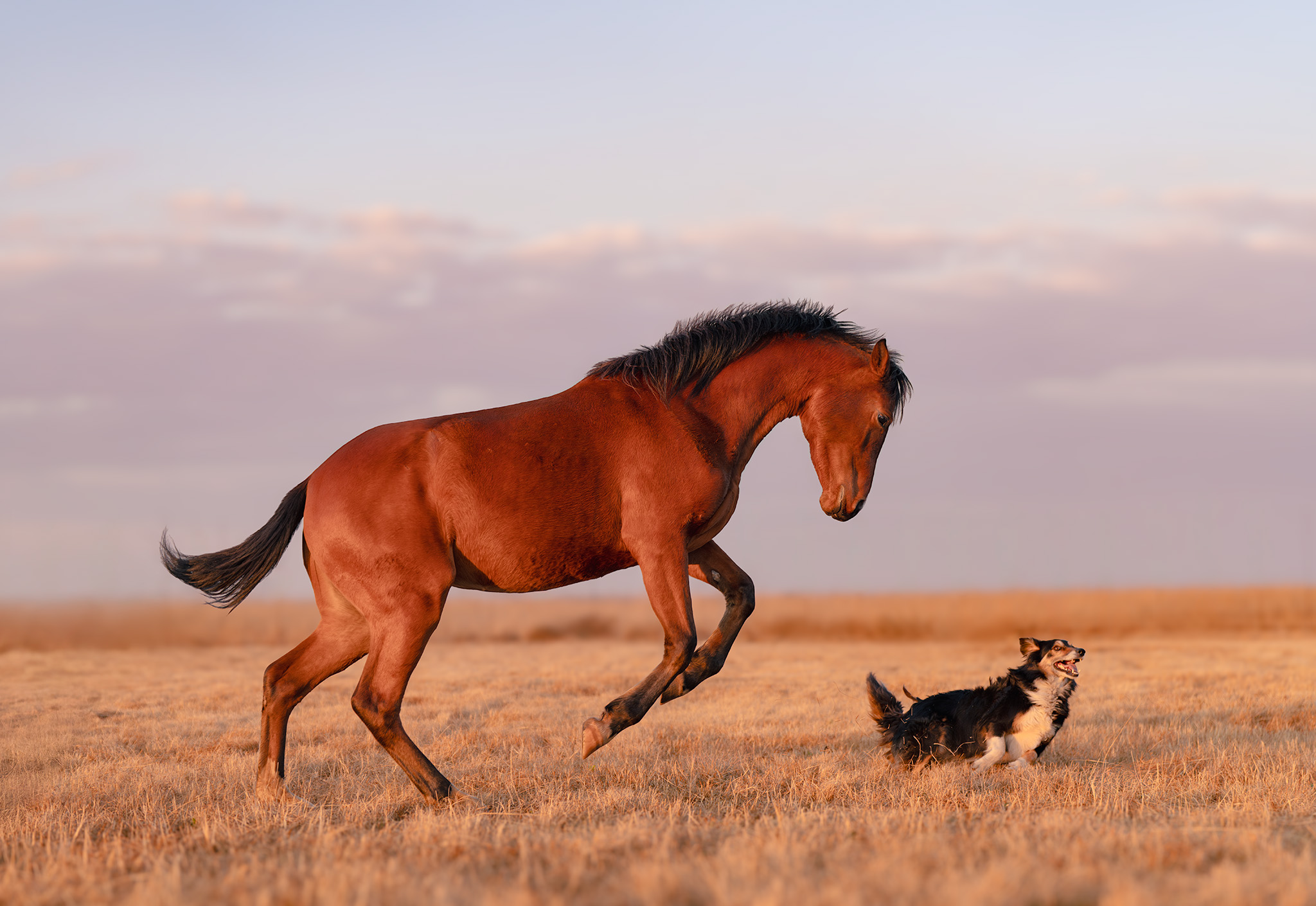 Horse and dog in golden hour