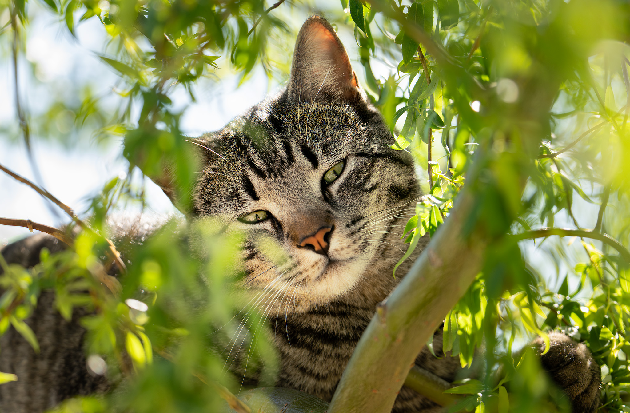 Portrait of a cat in a willow tree