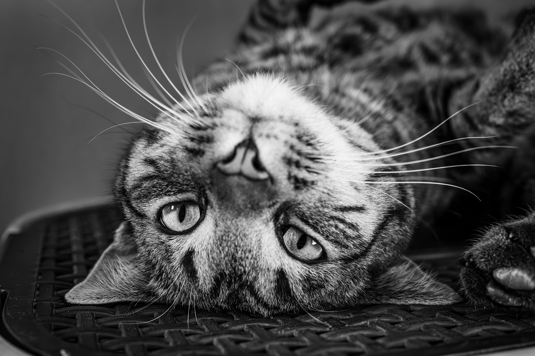 Black and white image of a cat on a laundry basket