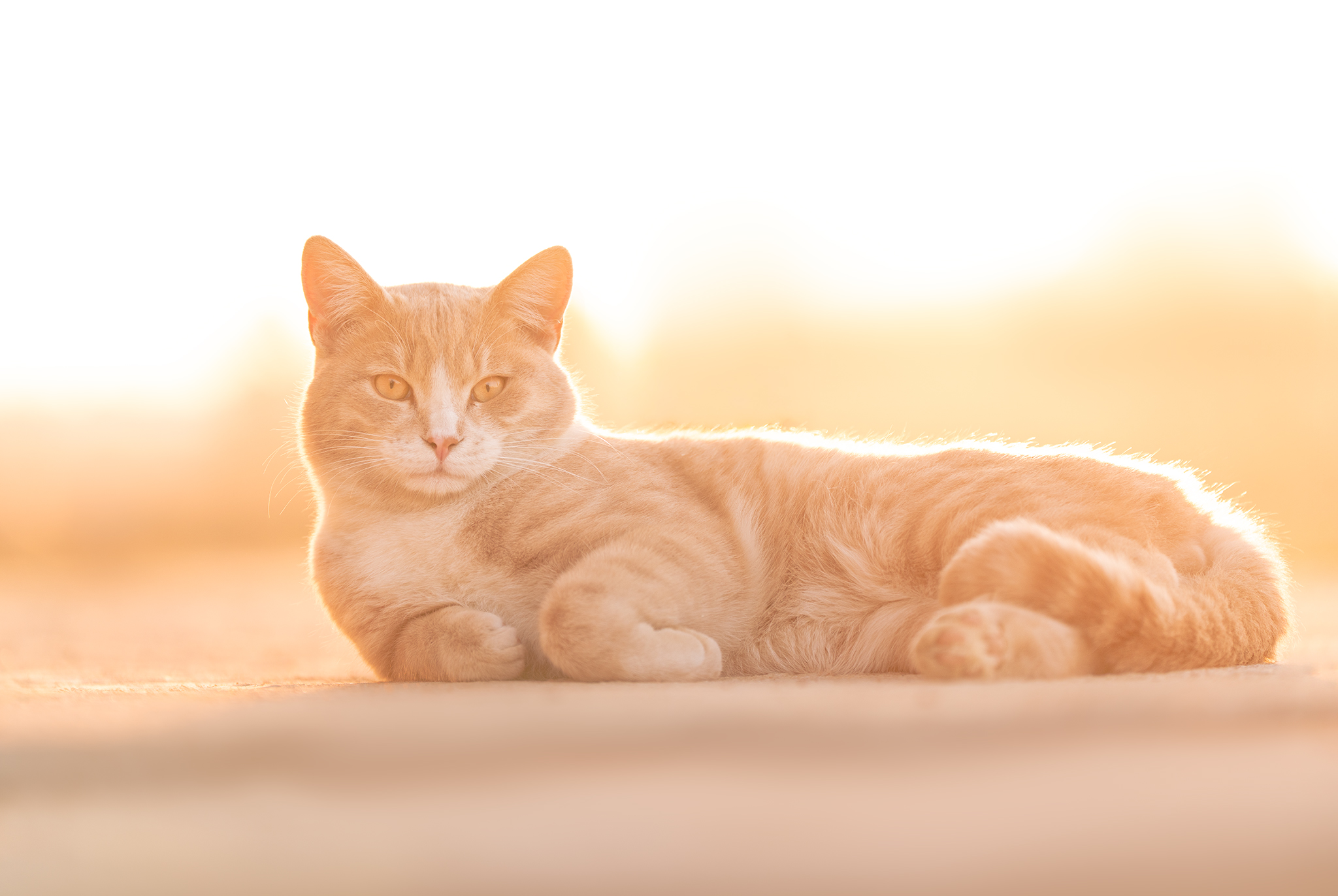 Image of a ginger cat basking in the golden hour sunlight