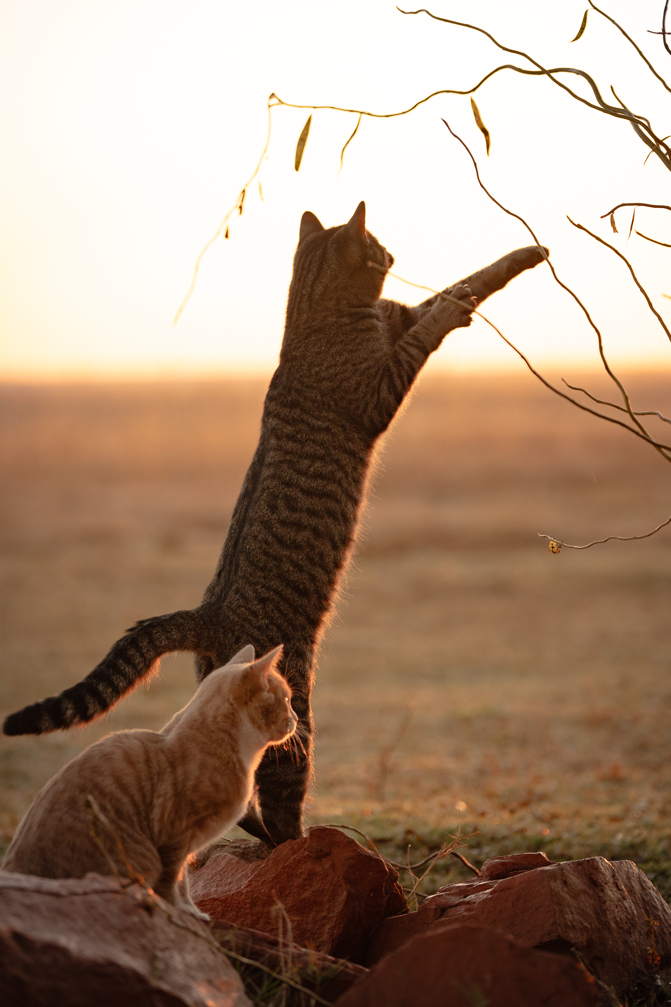 Candid image of cats at golden hour