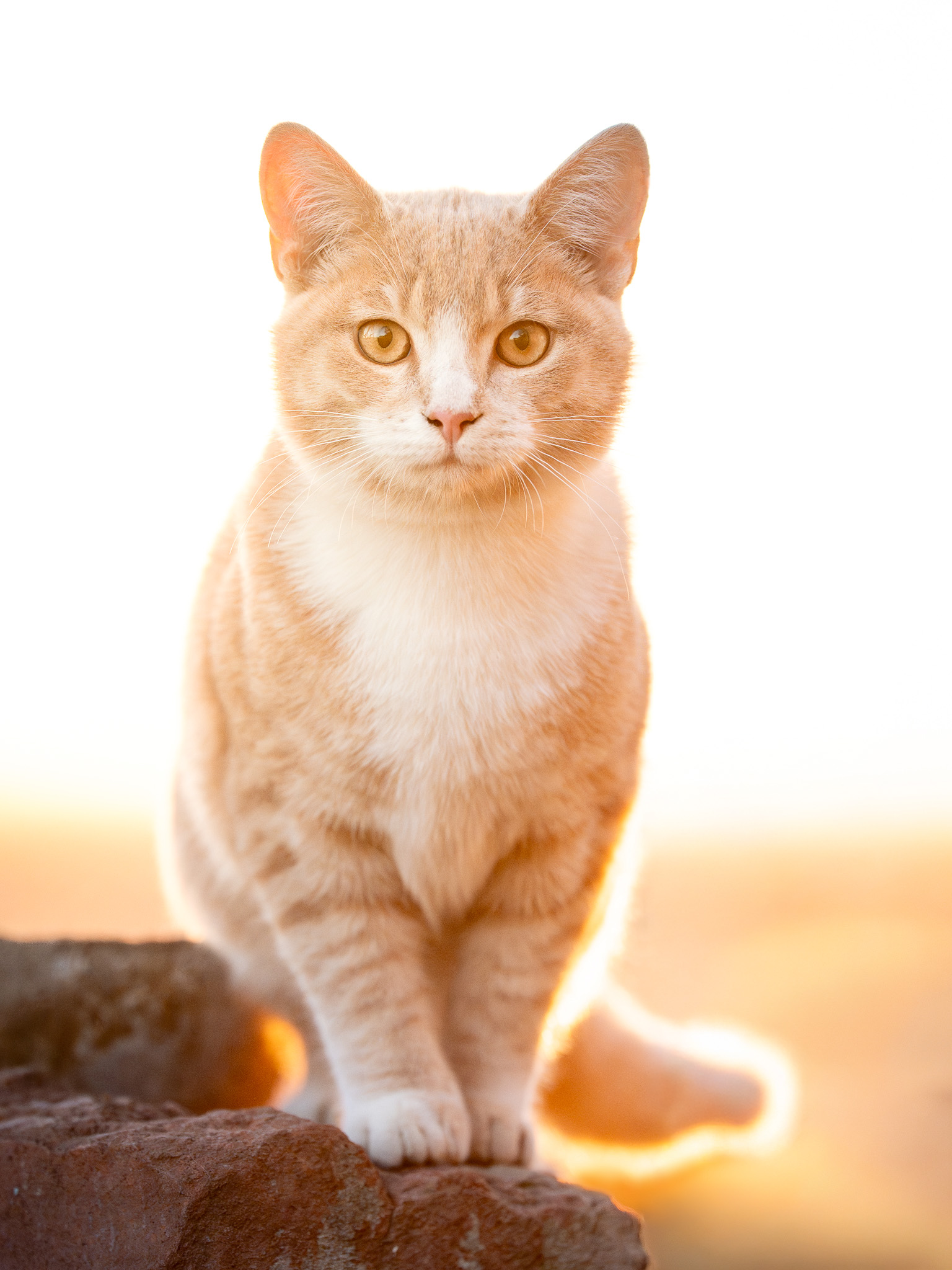 Portrait of a ginger cat in Golden hour