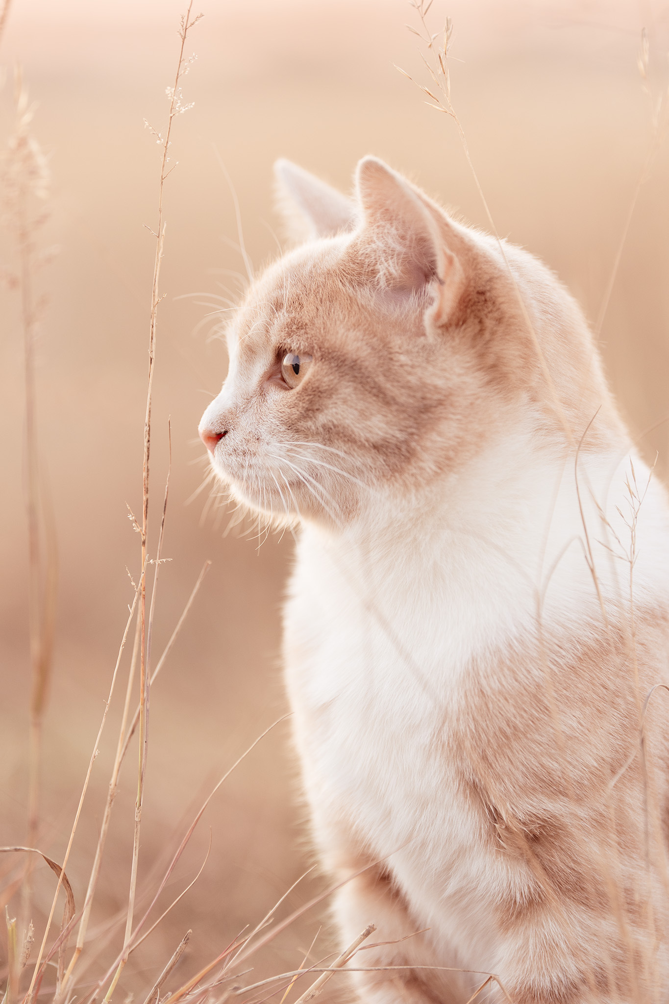 Portrait of a ginger cat with muted palette