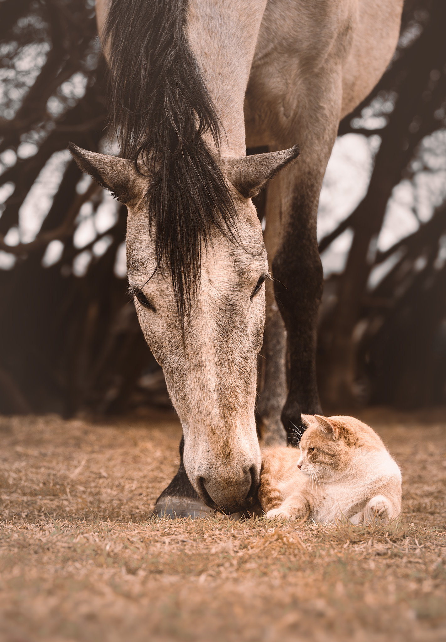 Image of a horse and a ginger cat interacting