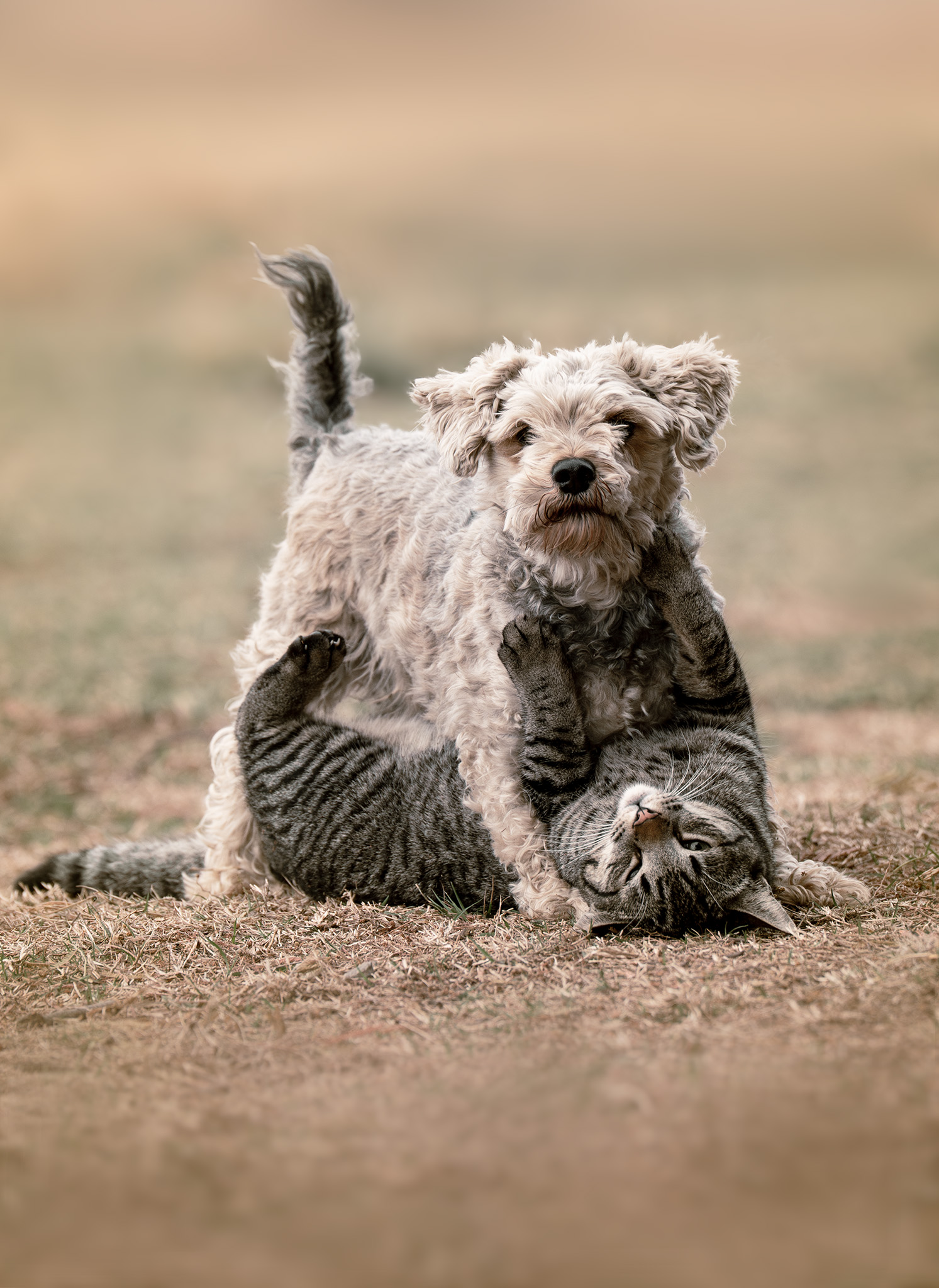 image of a fluffy dog and a tabby cat playing together