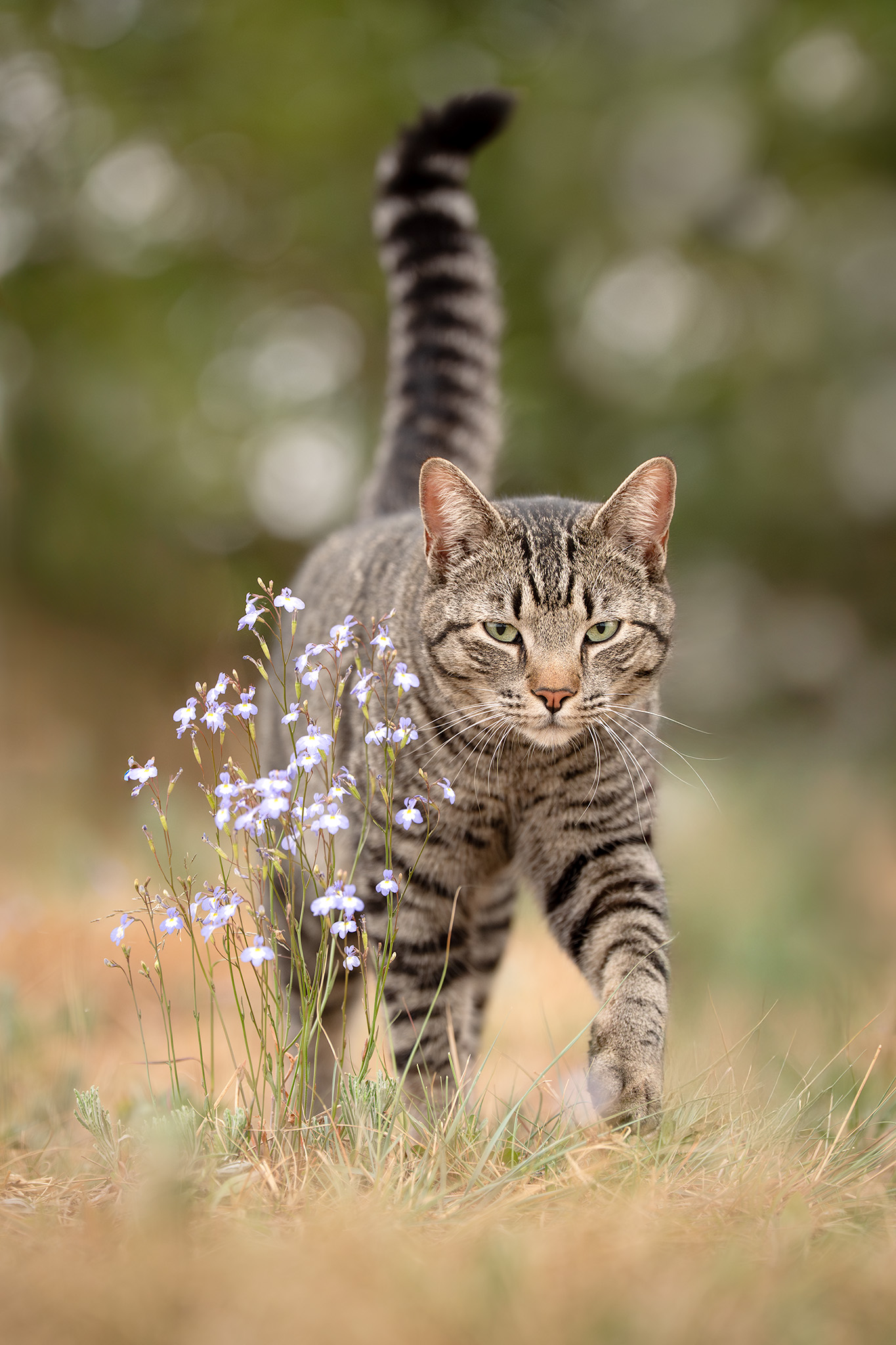 A cat with wild flowers