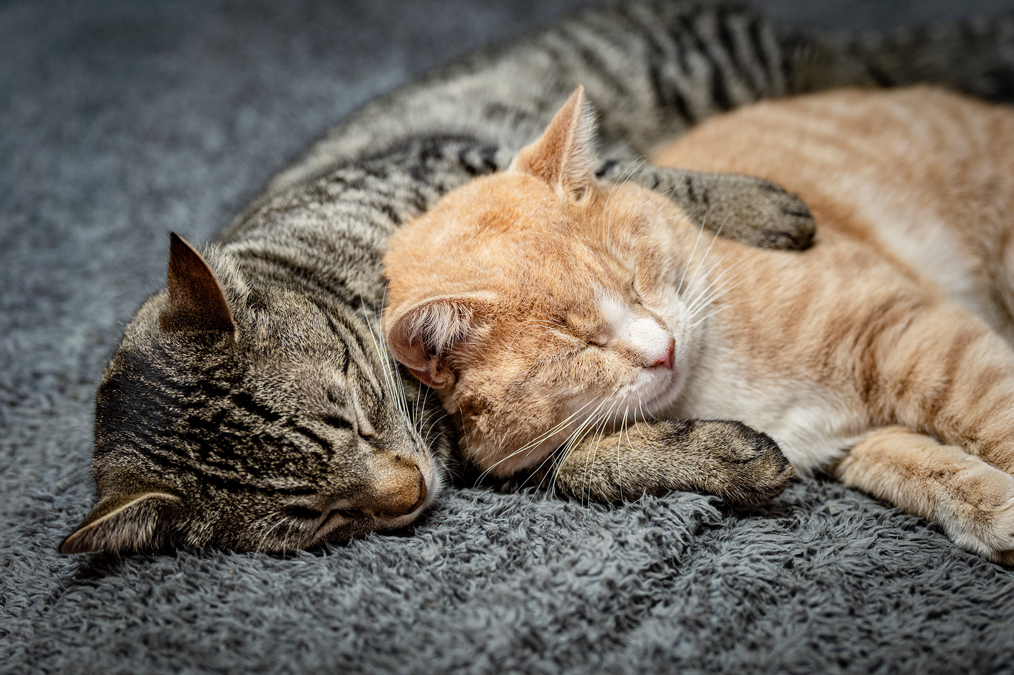 Intimate portrait of two cats hugging on a grey blanket