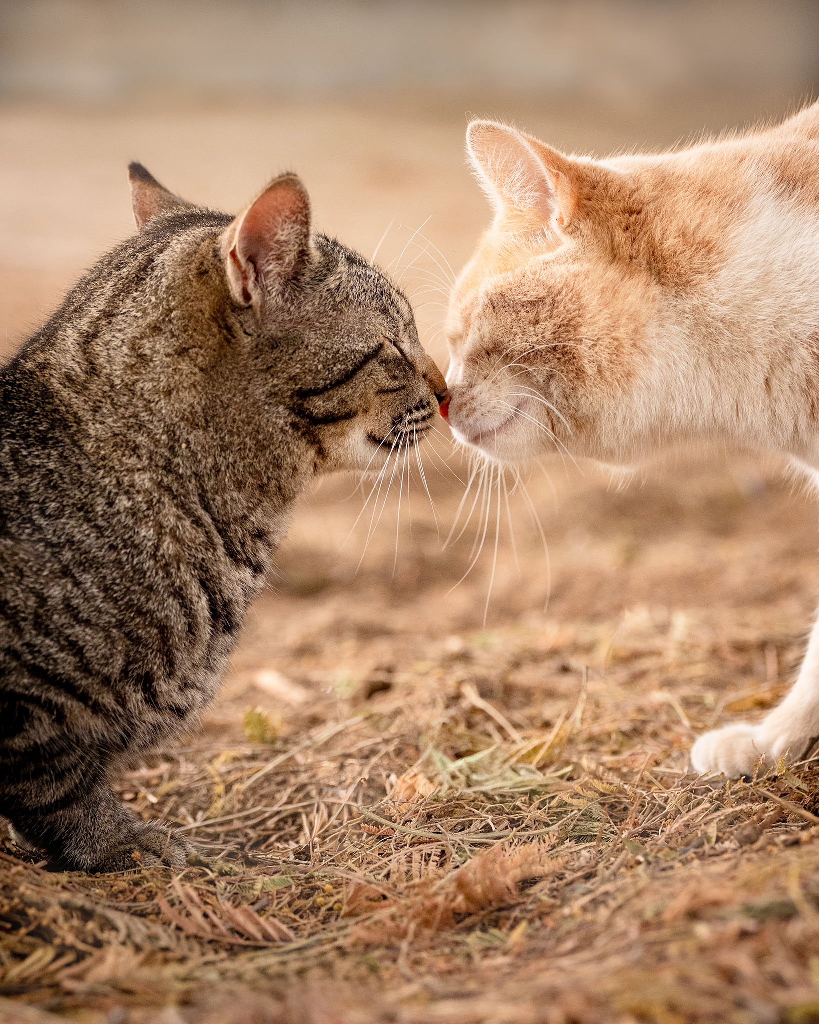 Close up portrait of a ginger and a tabby cat kissing