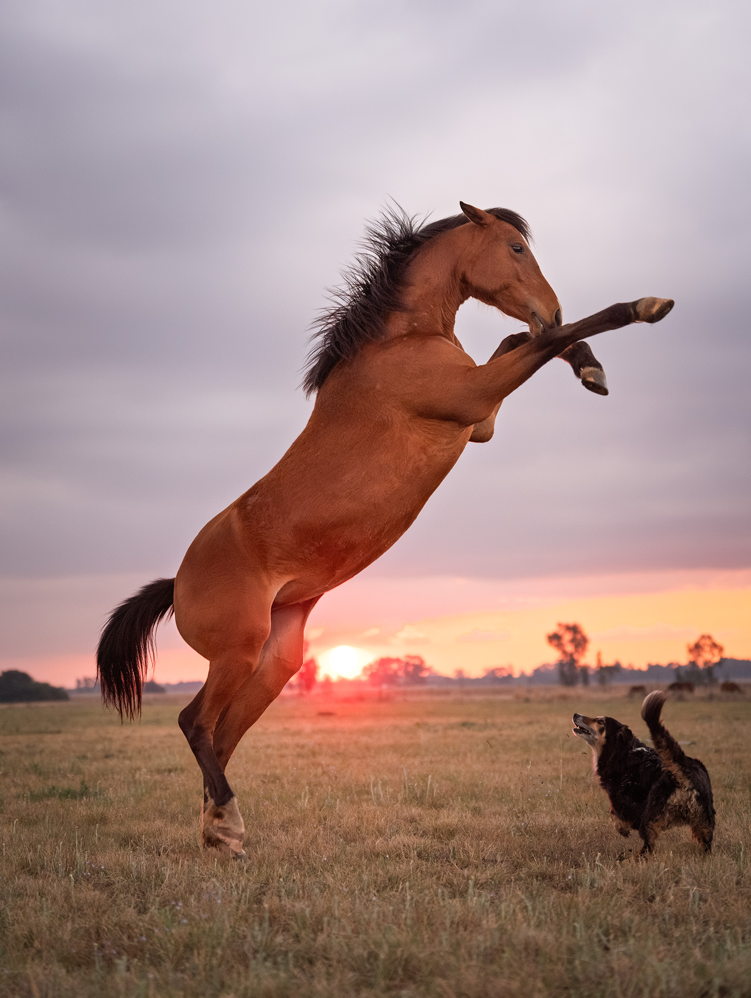Image of a horse rearing at sunset with a border collie 
