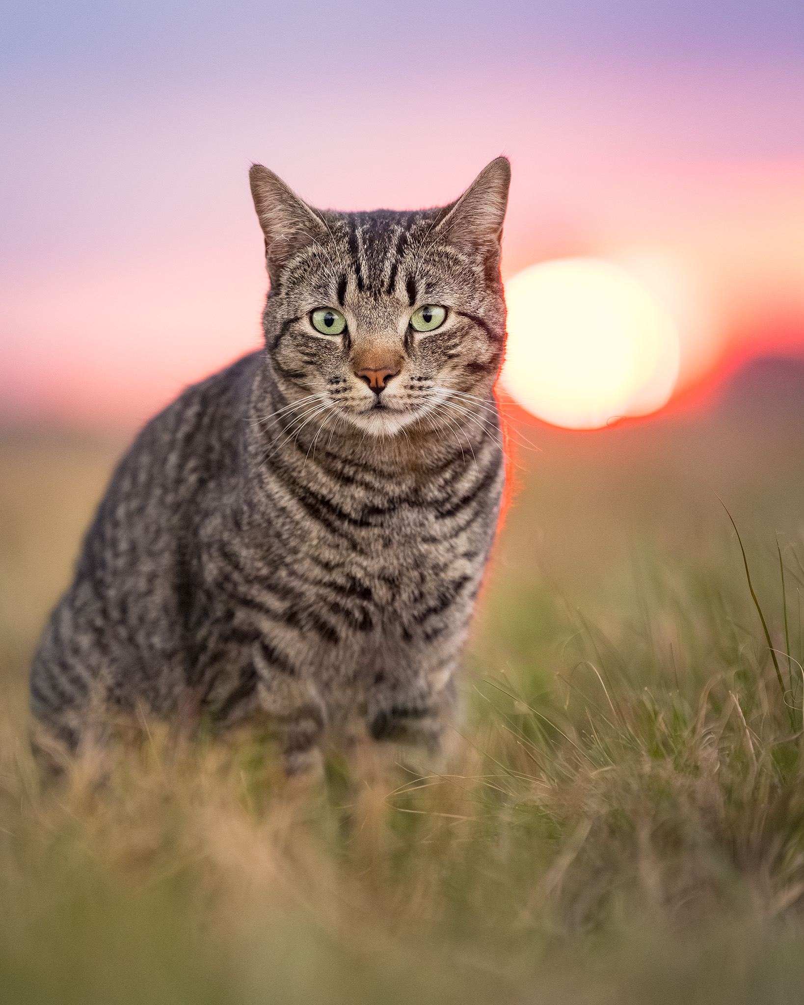 Image of a grey tabby cat with colourful sunset background