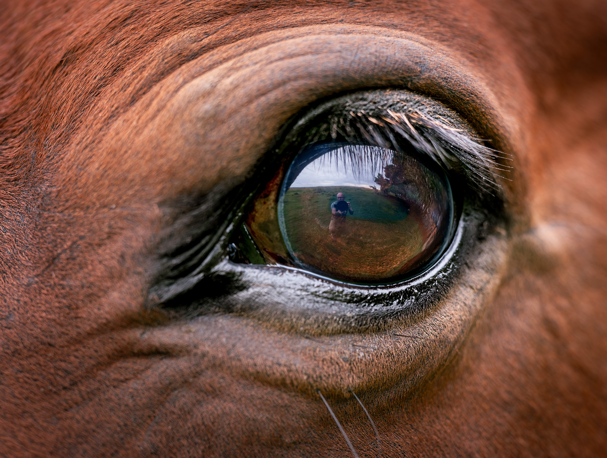 Sepf portrait of the photographer in the eye of a horse