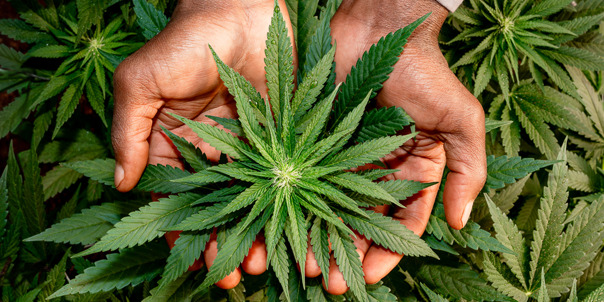 Cannabis growing industry