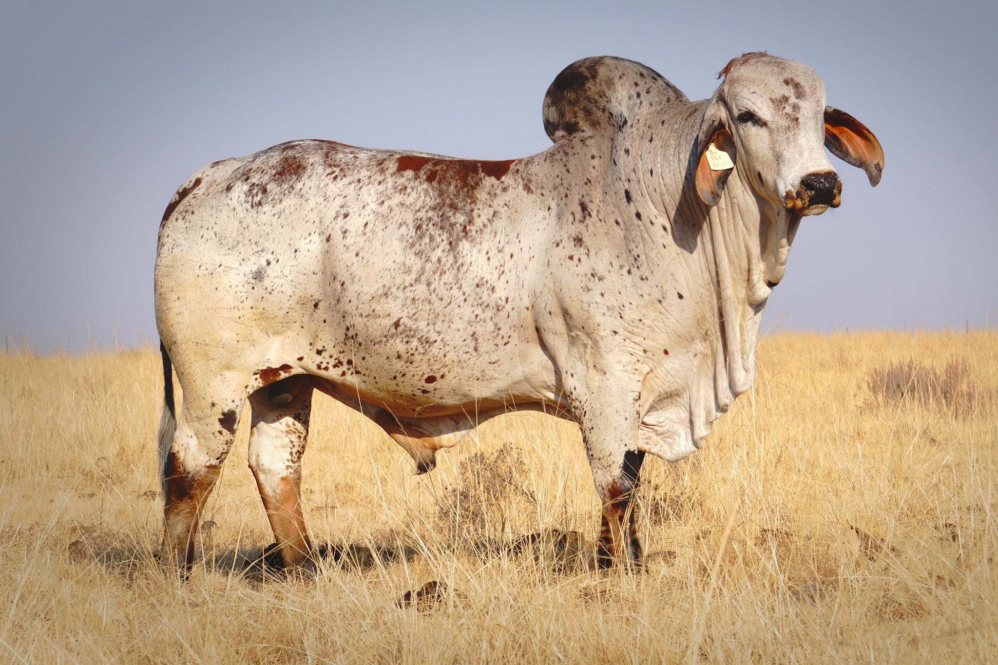 Stud cattle photography for Auction marketing