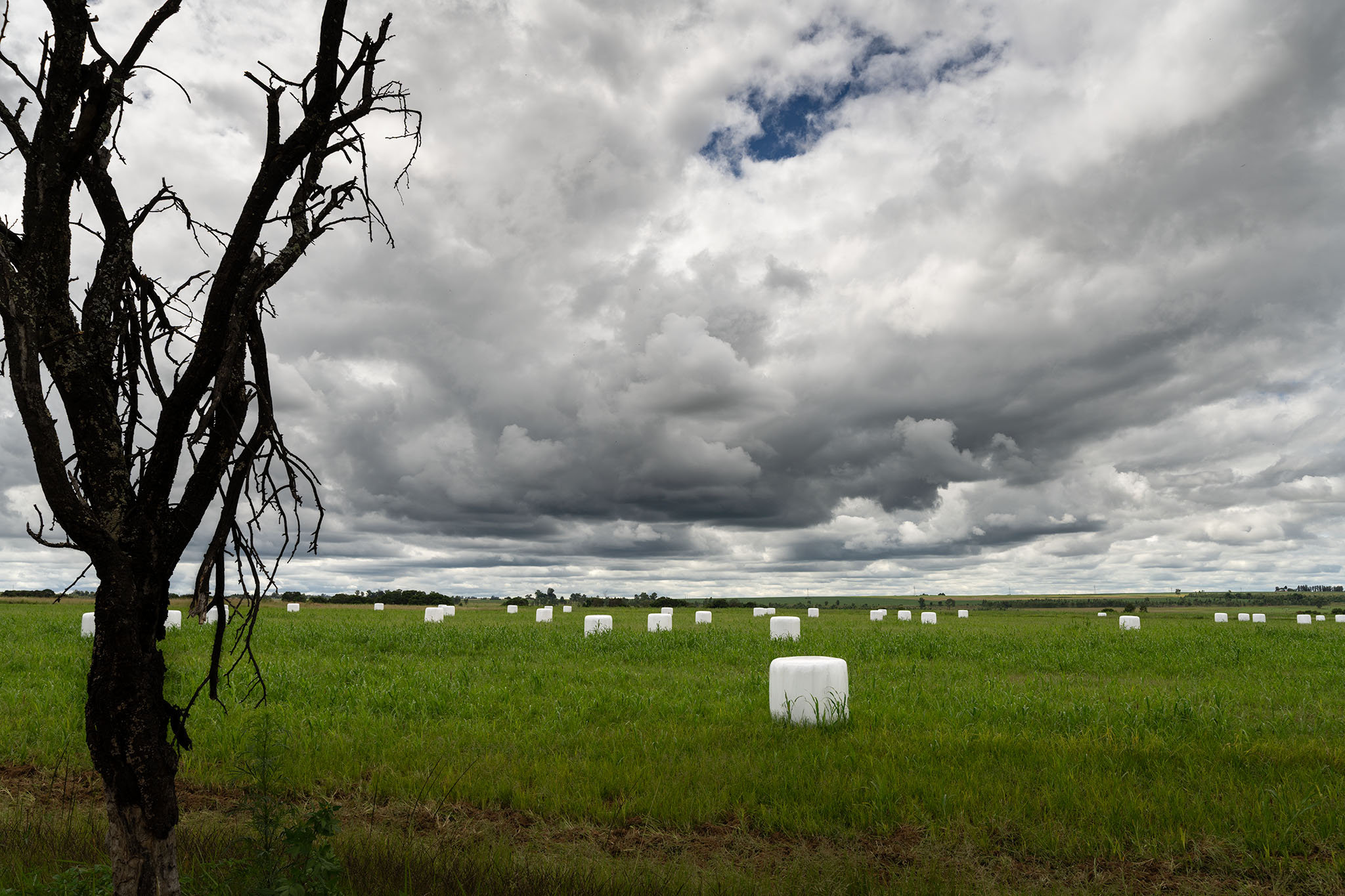An image of white bales of silage in a green field of cow candy - Agricultural photography