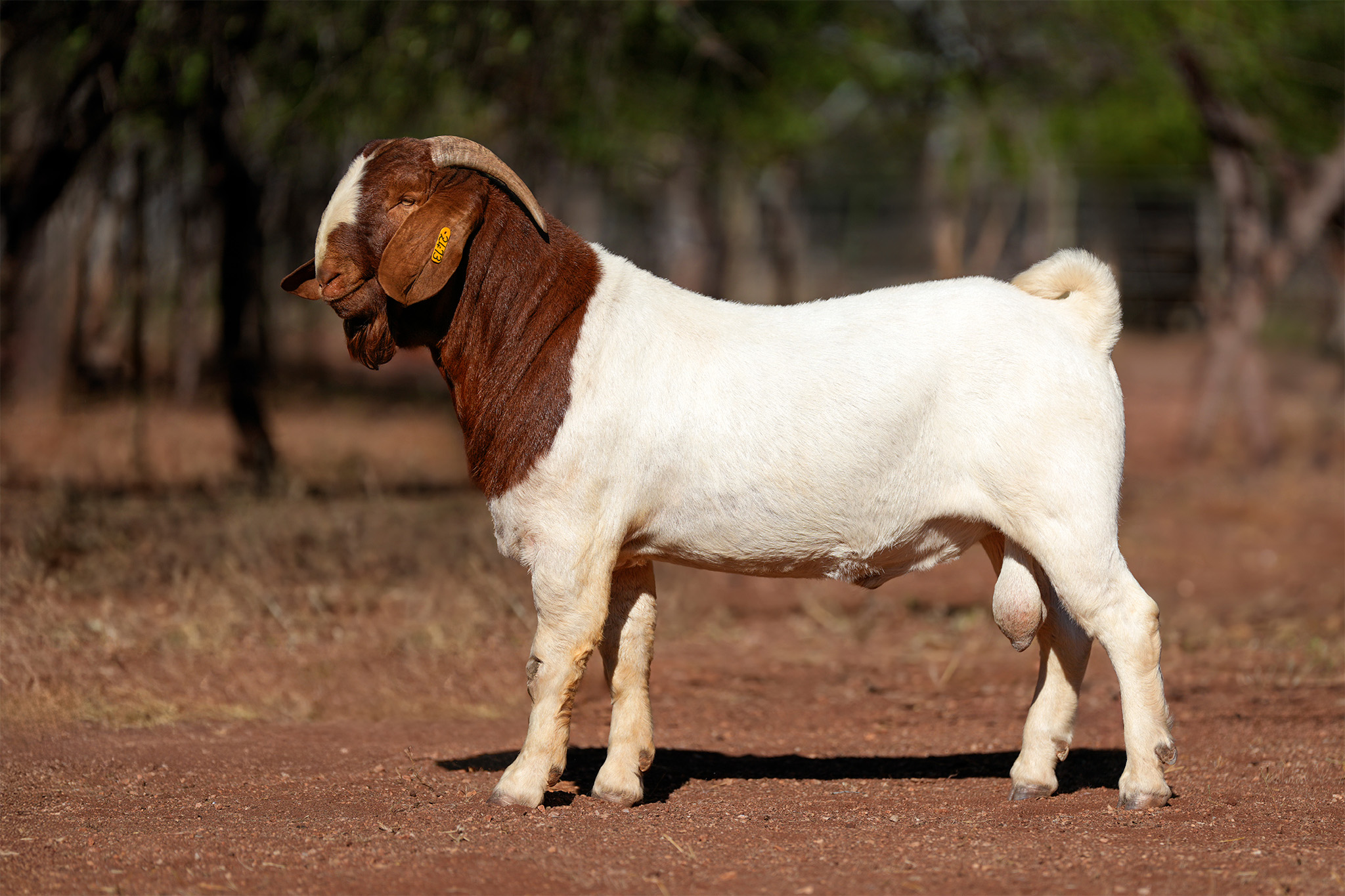 Stud Boer Goat photograph of a red headed ram