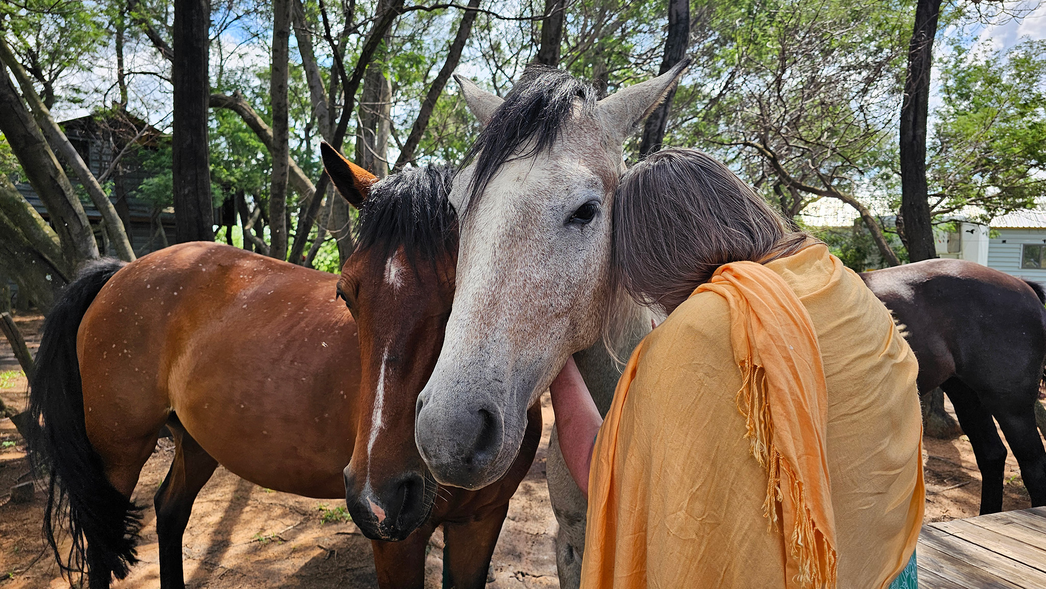 A guest interacting witht he horses during a session break