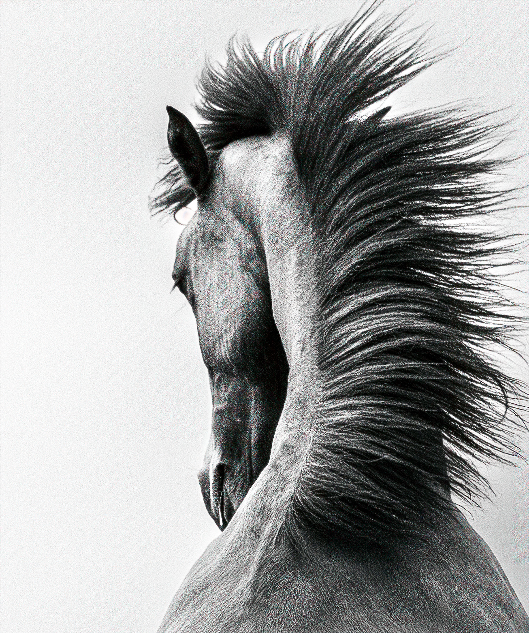 Black and white fine art portrait of a horse in profile with wind moving through its mane