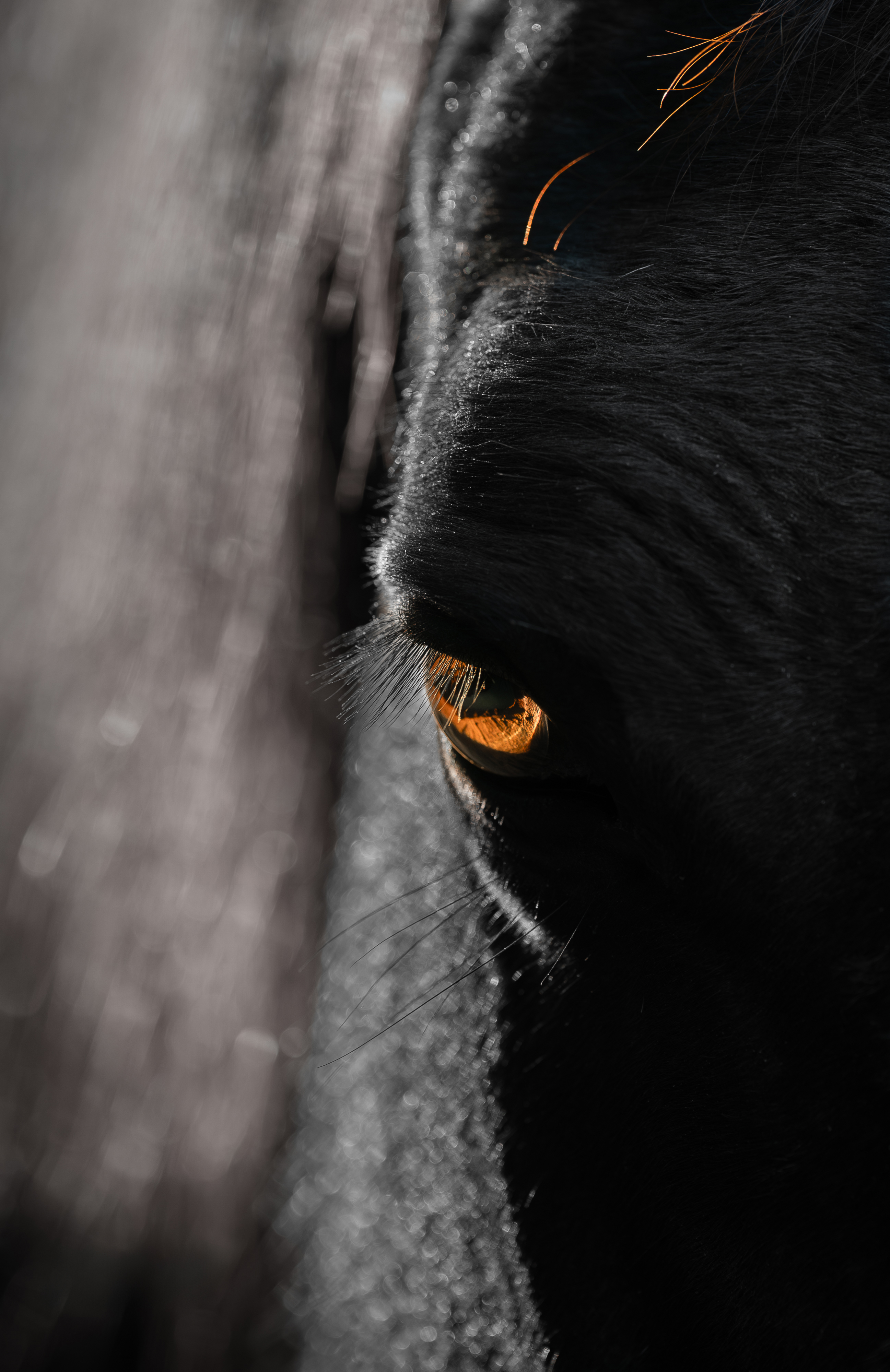 Close-up detail photograph of a horse’s eye with shallow depth of field