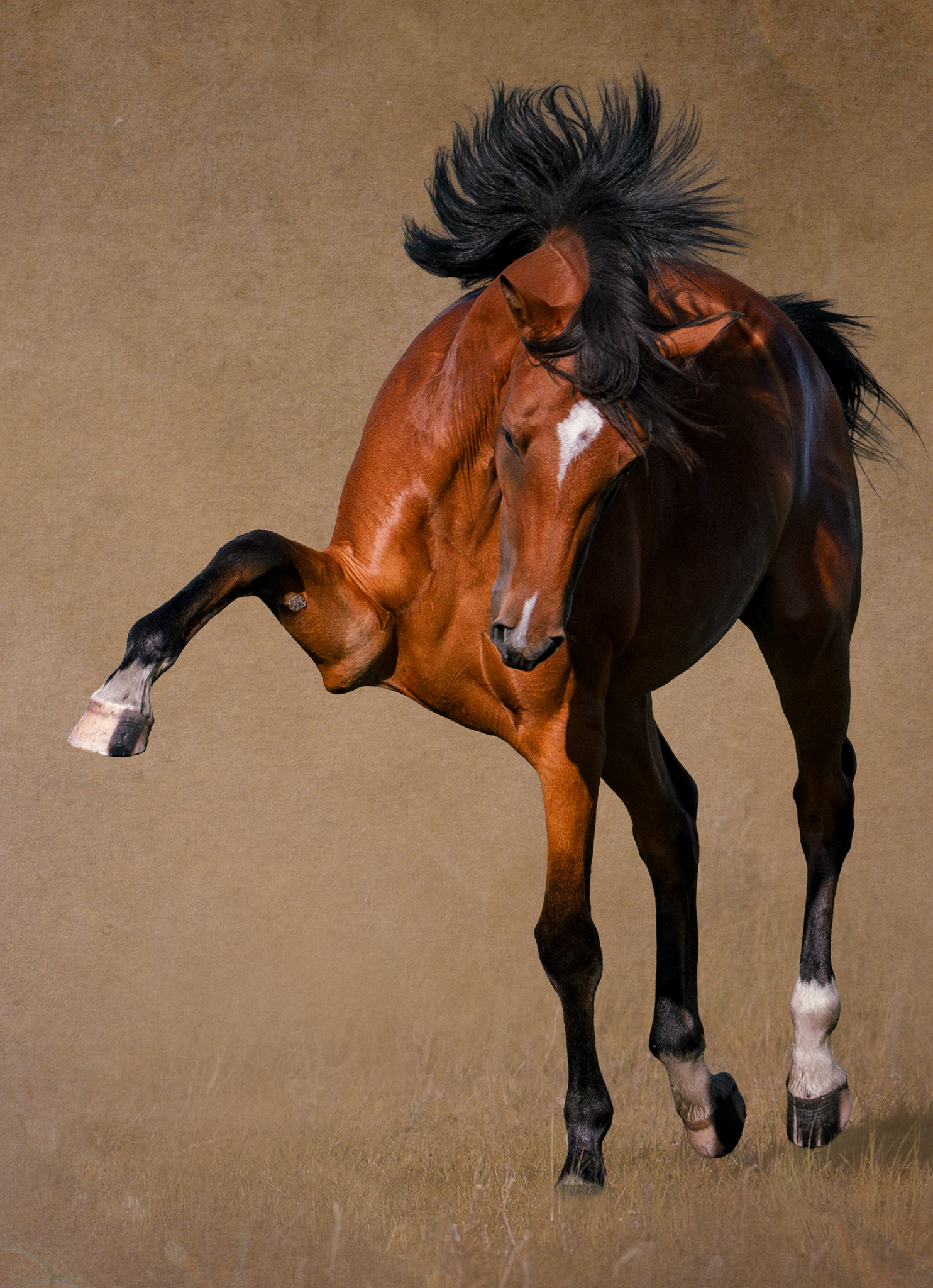 Expressive equine portrait photographed against a neutral background as a fine art print