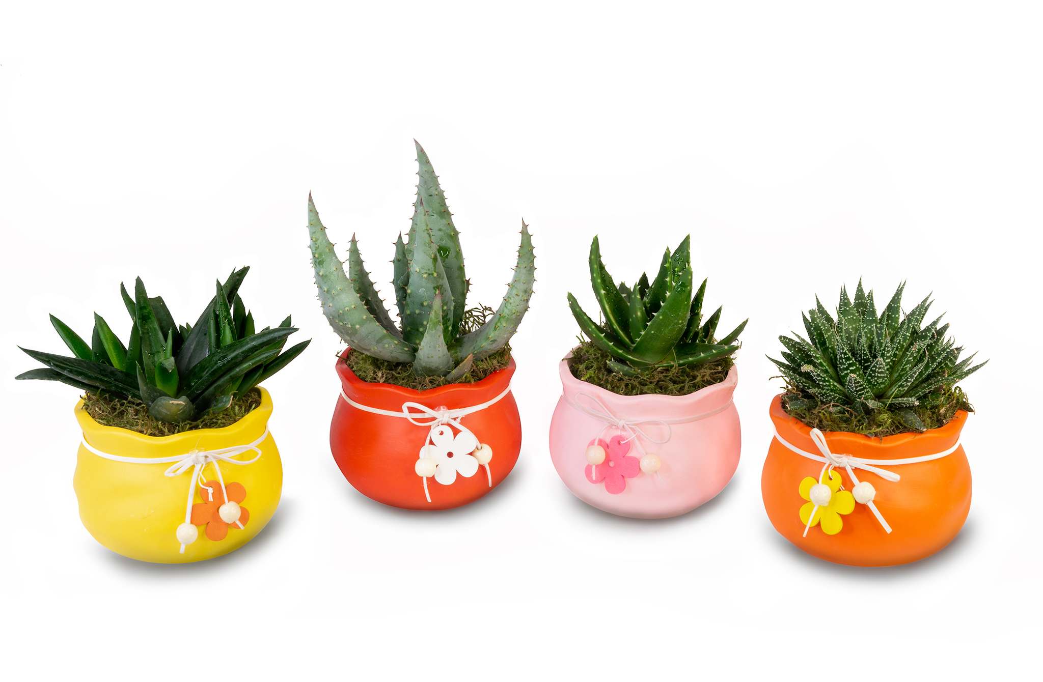 Product image of succulents on white background