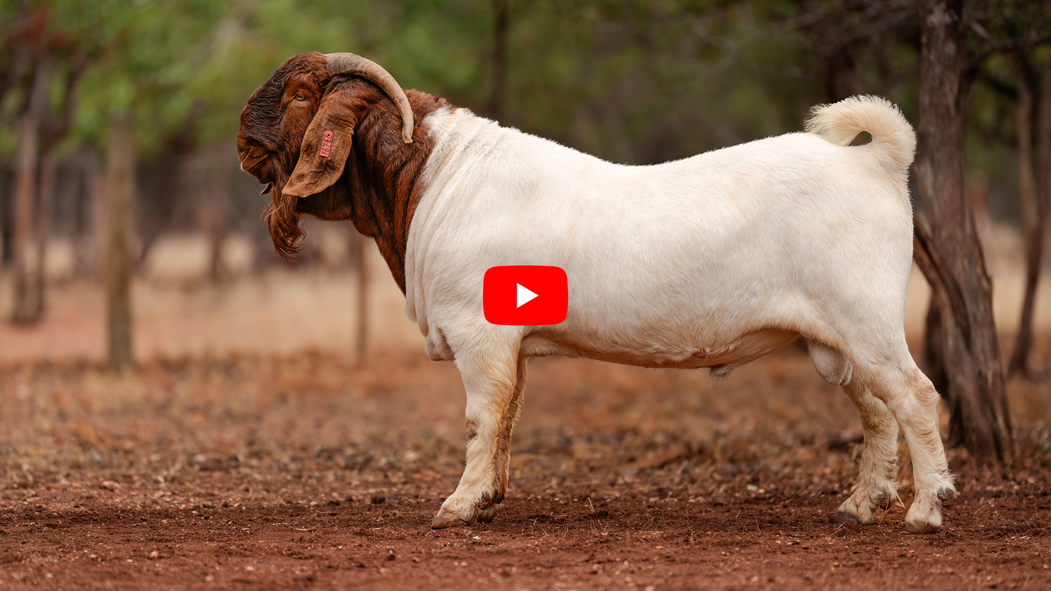 Professional Boer Goat Marketing video