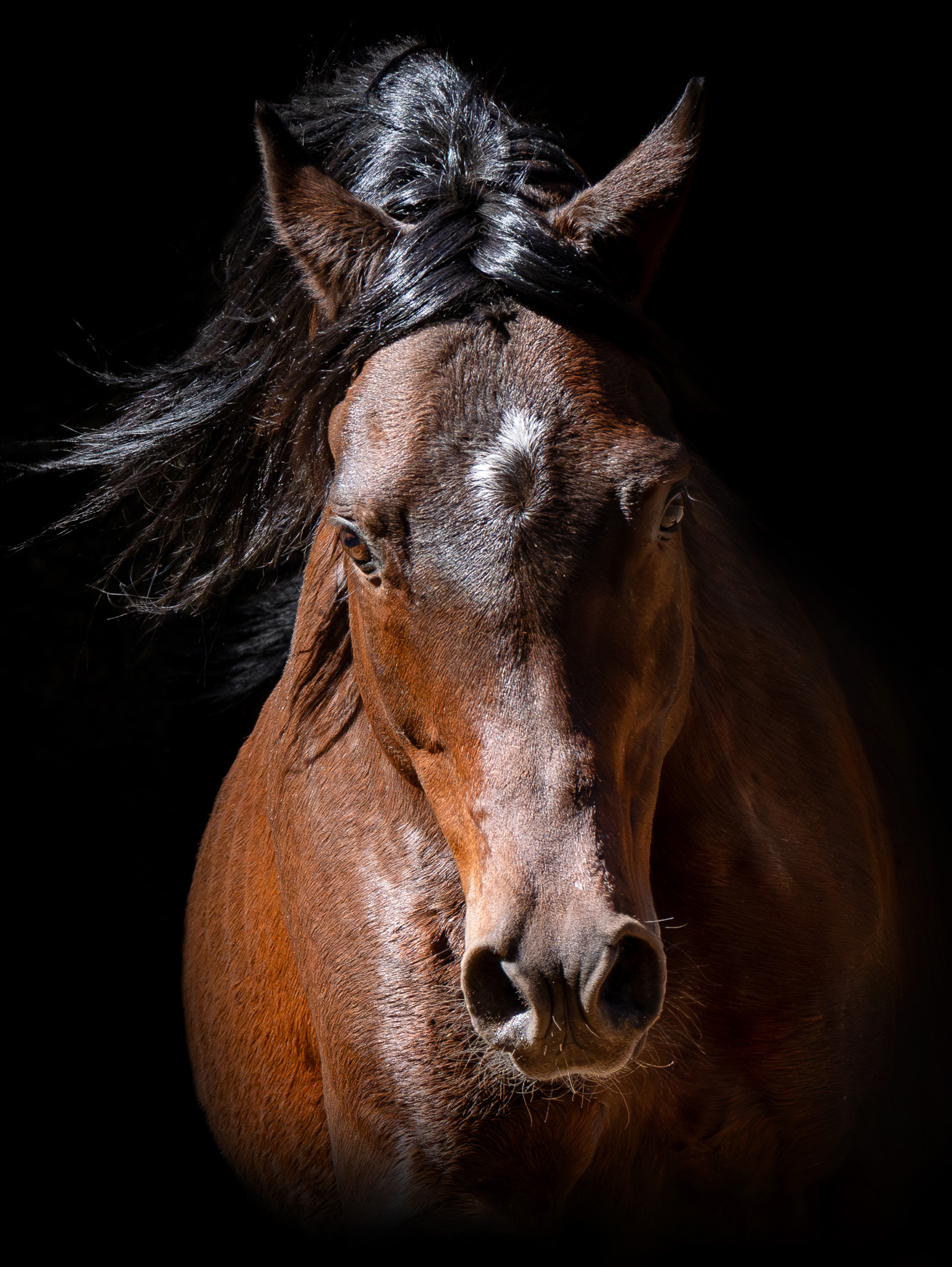 Portrait of Arabian Stallion