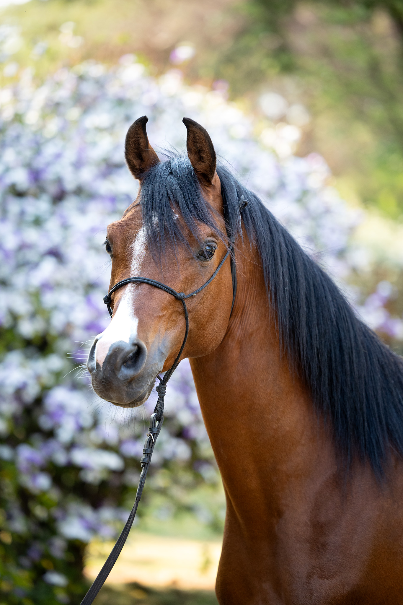 Portrait of arabian stallion