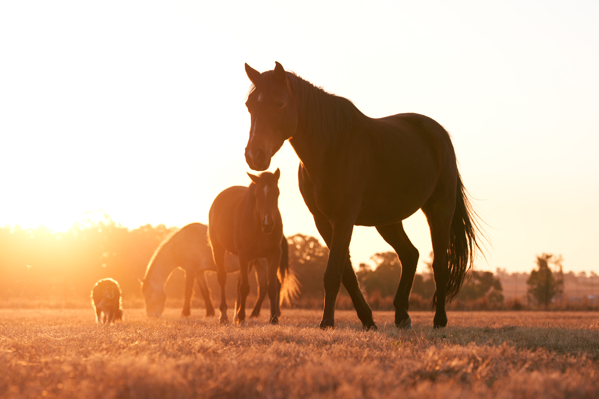 Composition of horses at golden hour