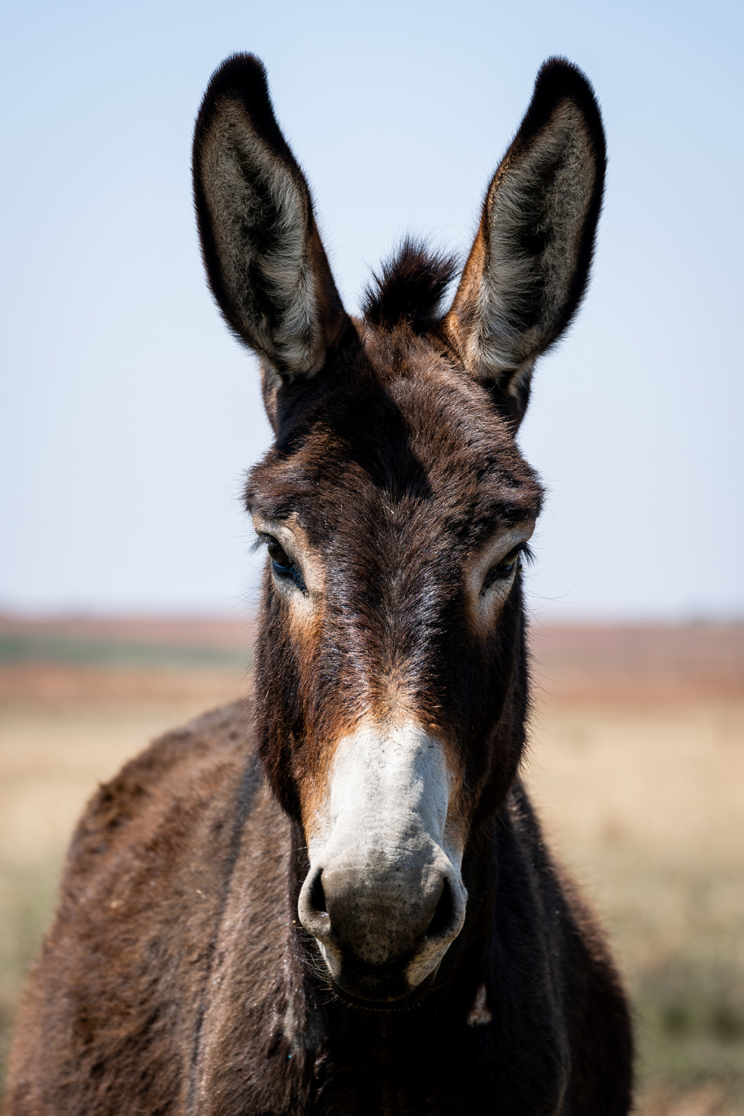 Portrait of a donkey
