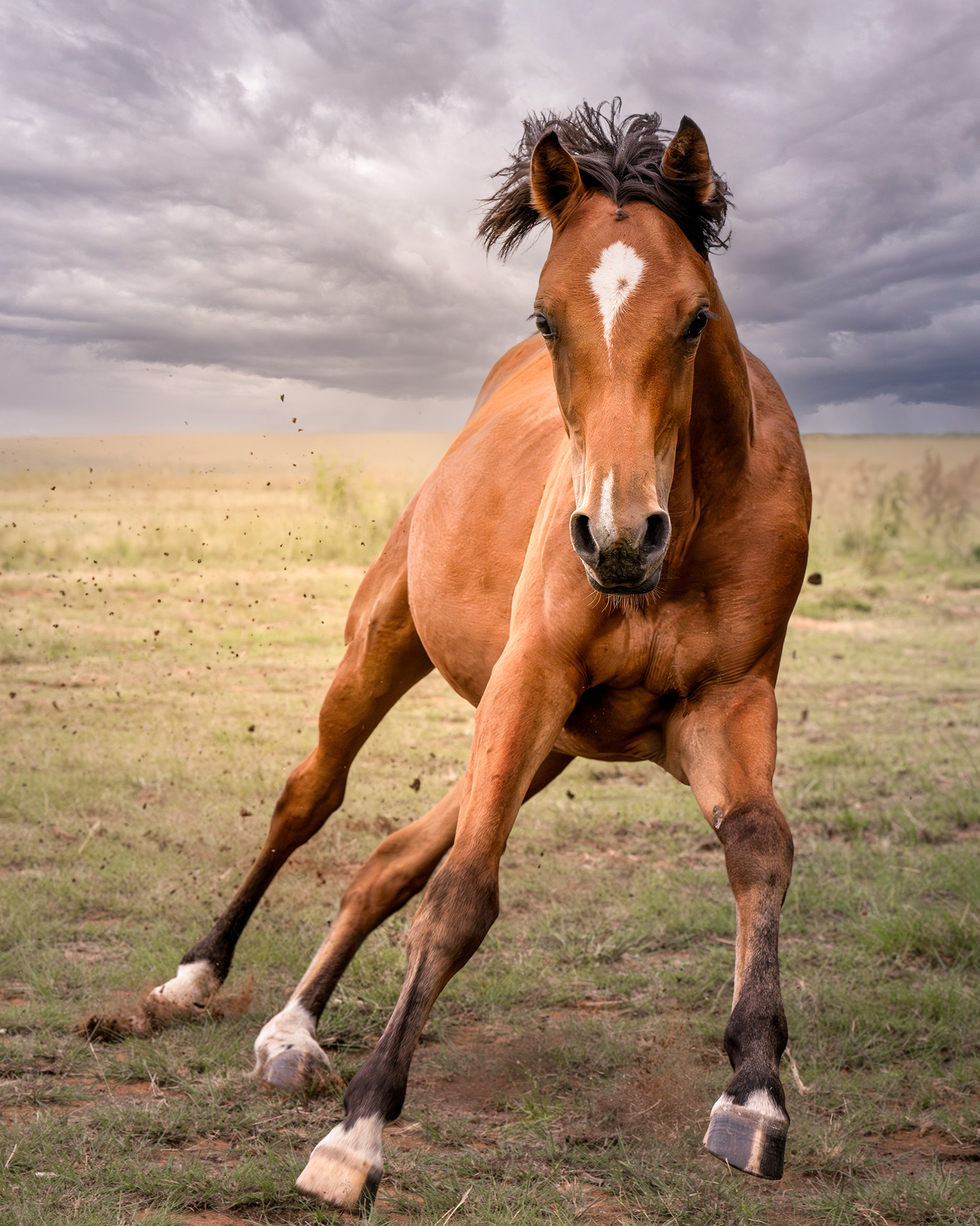 Close up action portrait of a filly in a field