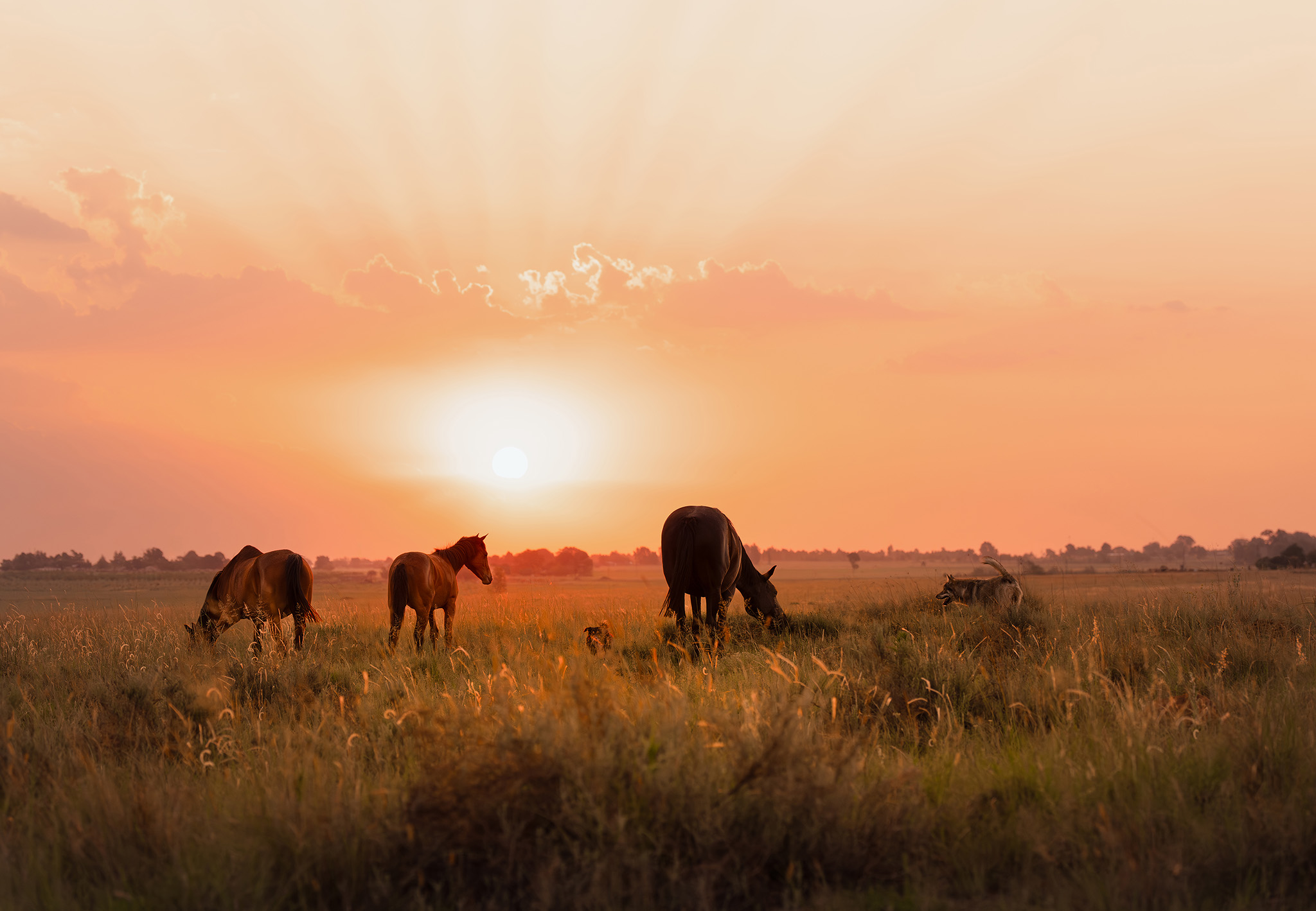Horses grazing in a field at sunset