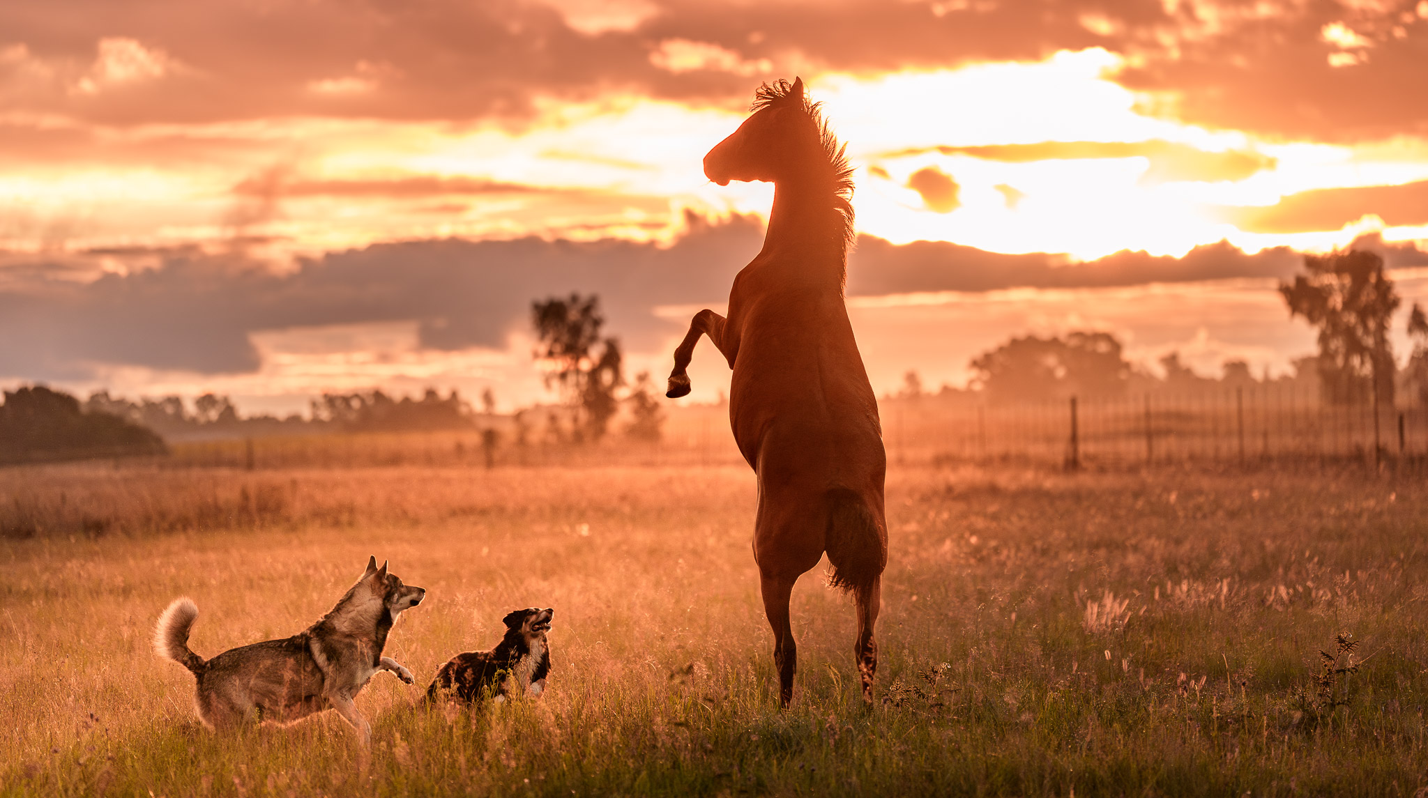 Horse and dogs in picturesque scene