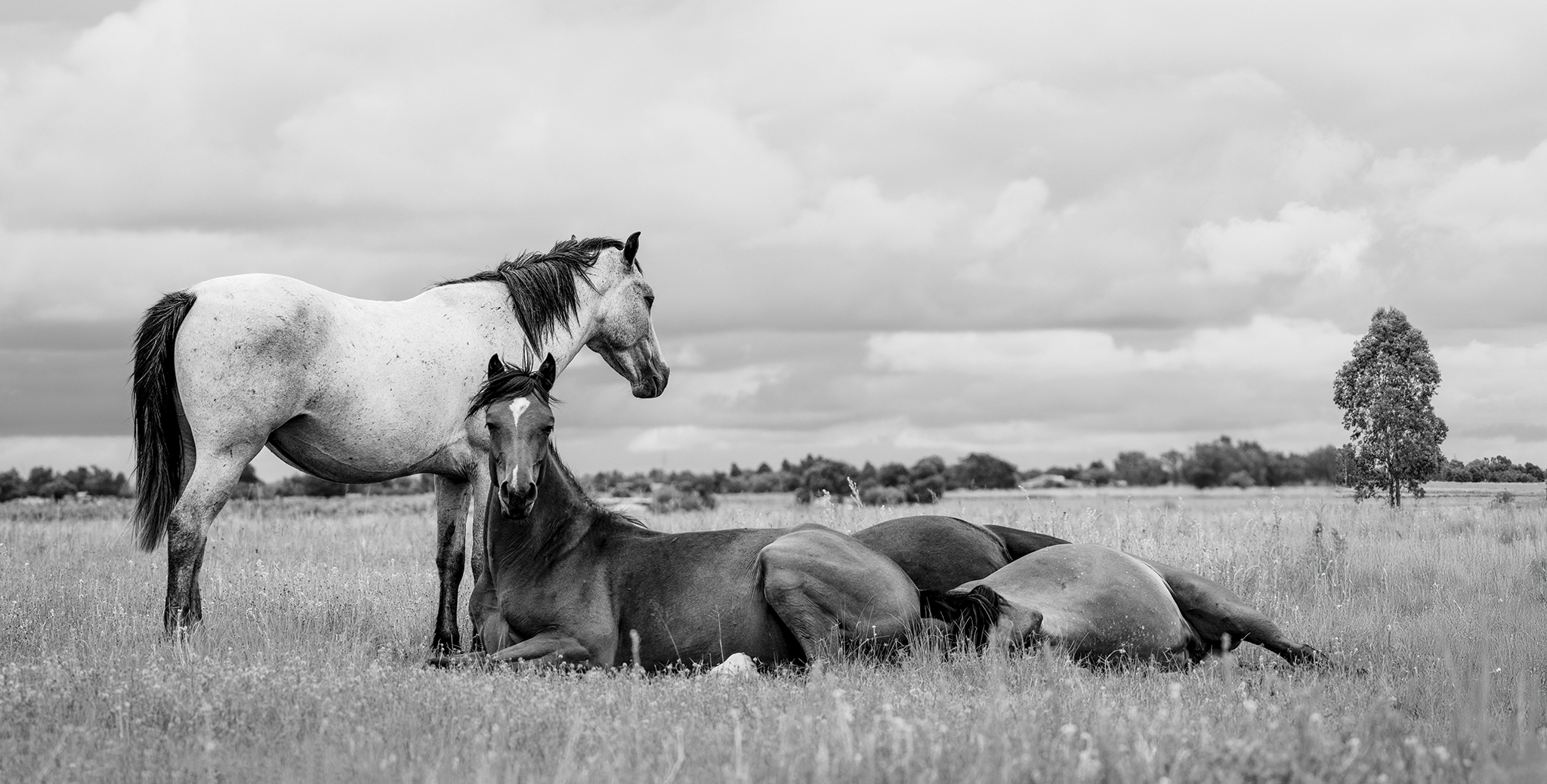 Composition with sleeping horses