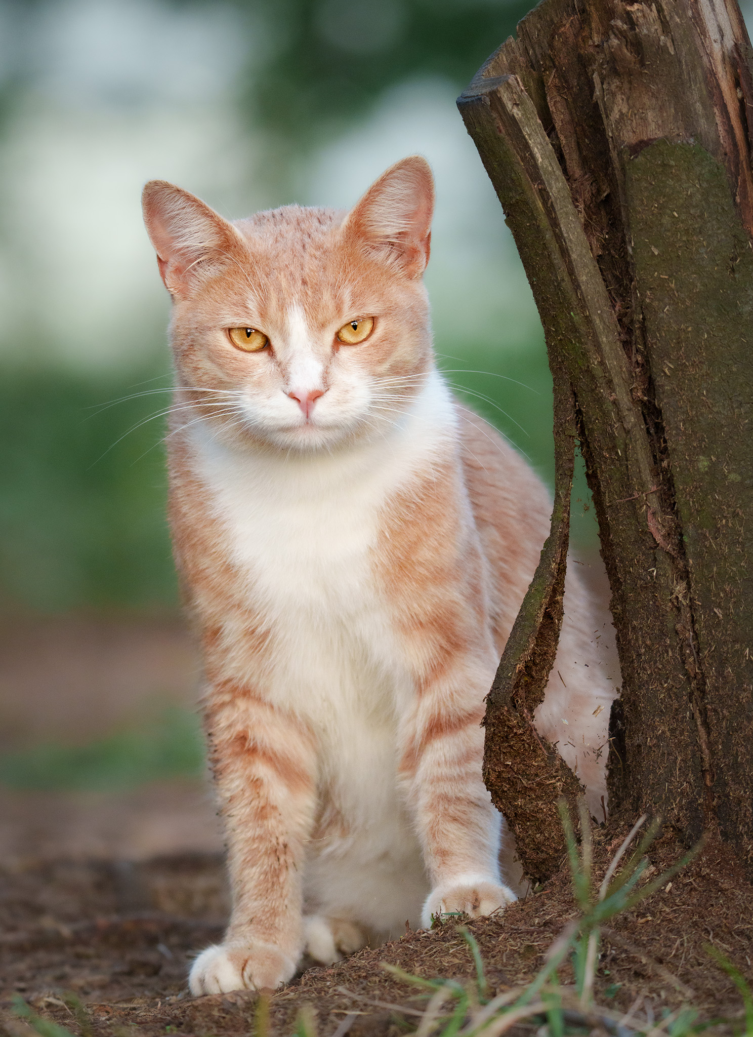 Image of a ginger cat looking into the camera