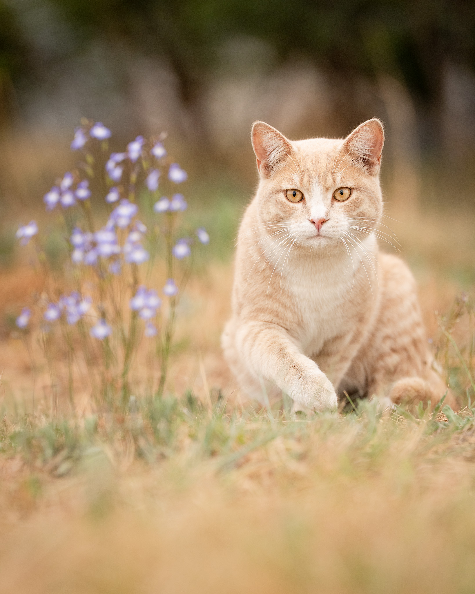 Portrait of a ginger cat with flowers in a field