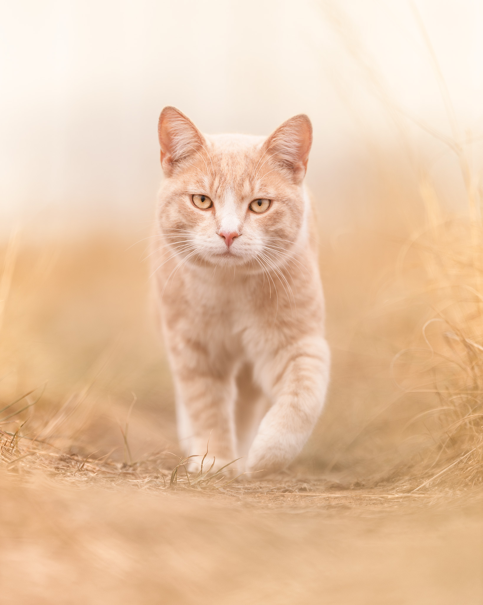 Soft image of ginger kitten walking in tall winter grass