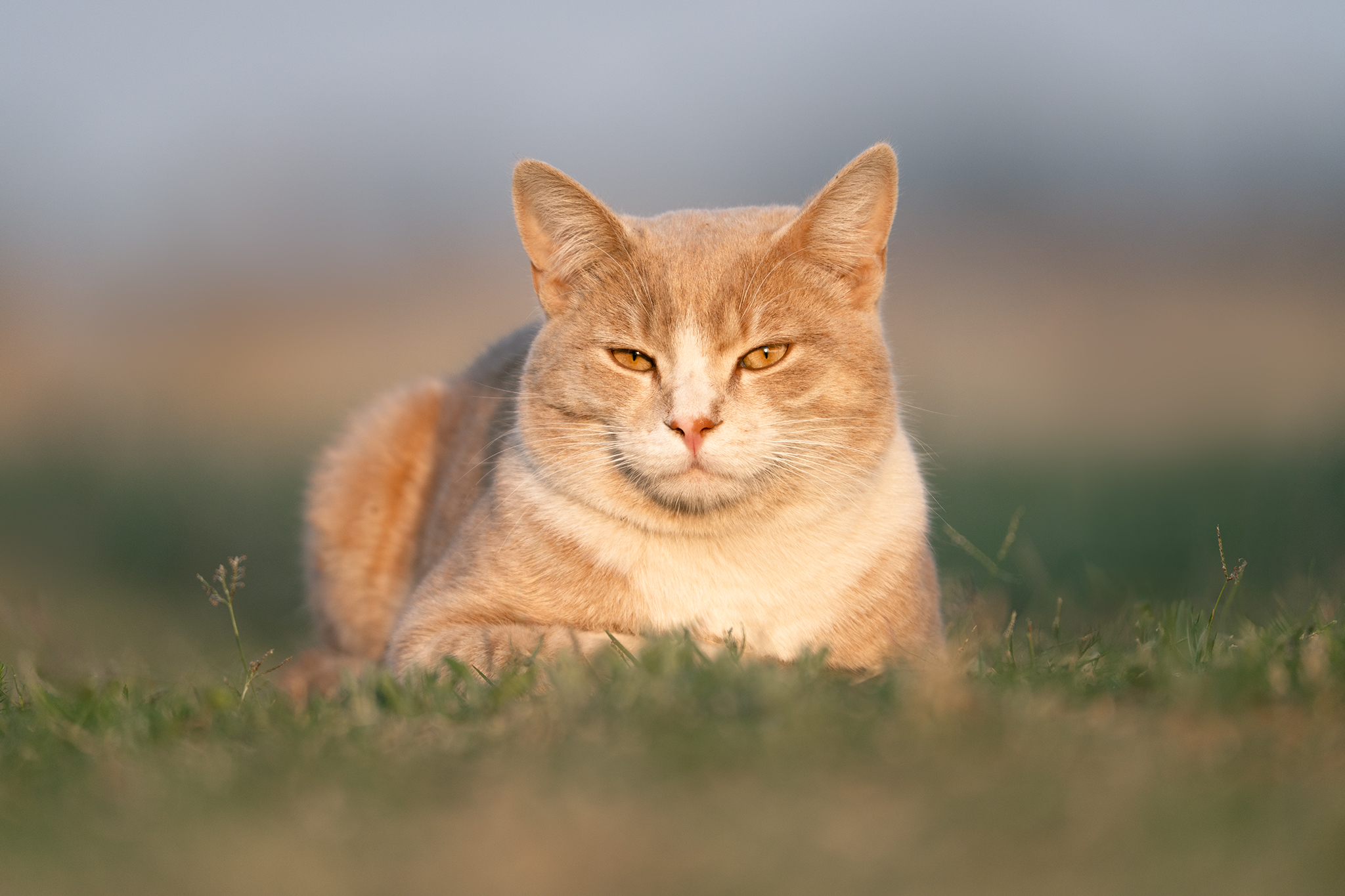 Close up portrait of ginger cat on grass