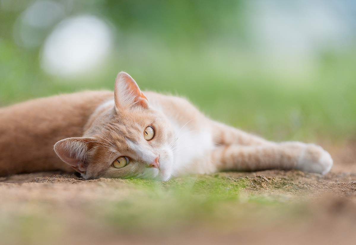 Ginger cat laying down and looking at the camera