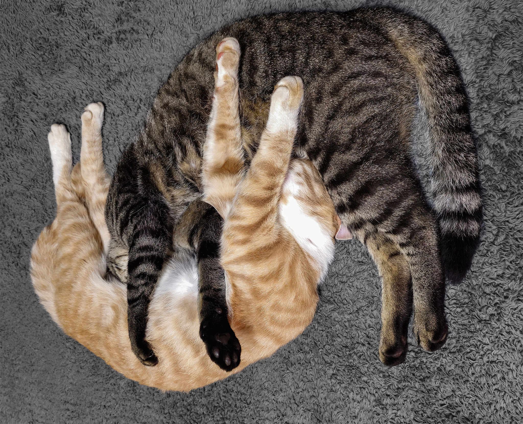 A ginger and a tabby cat sleping