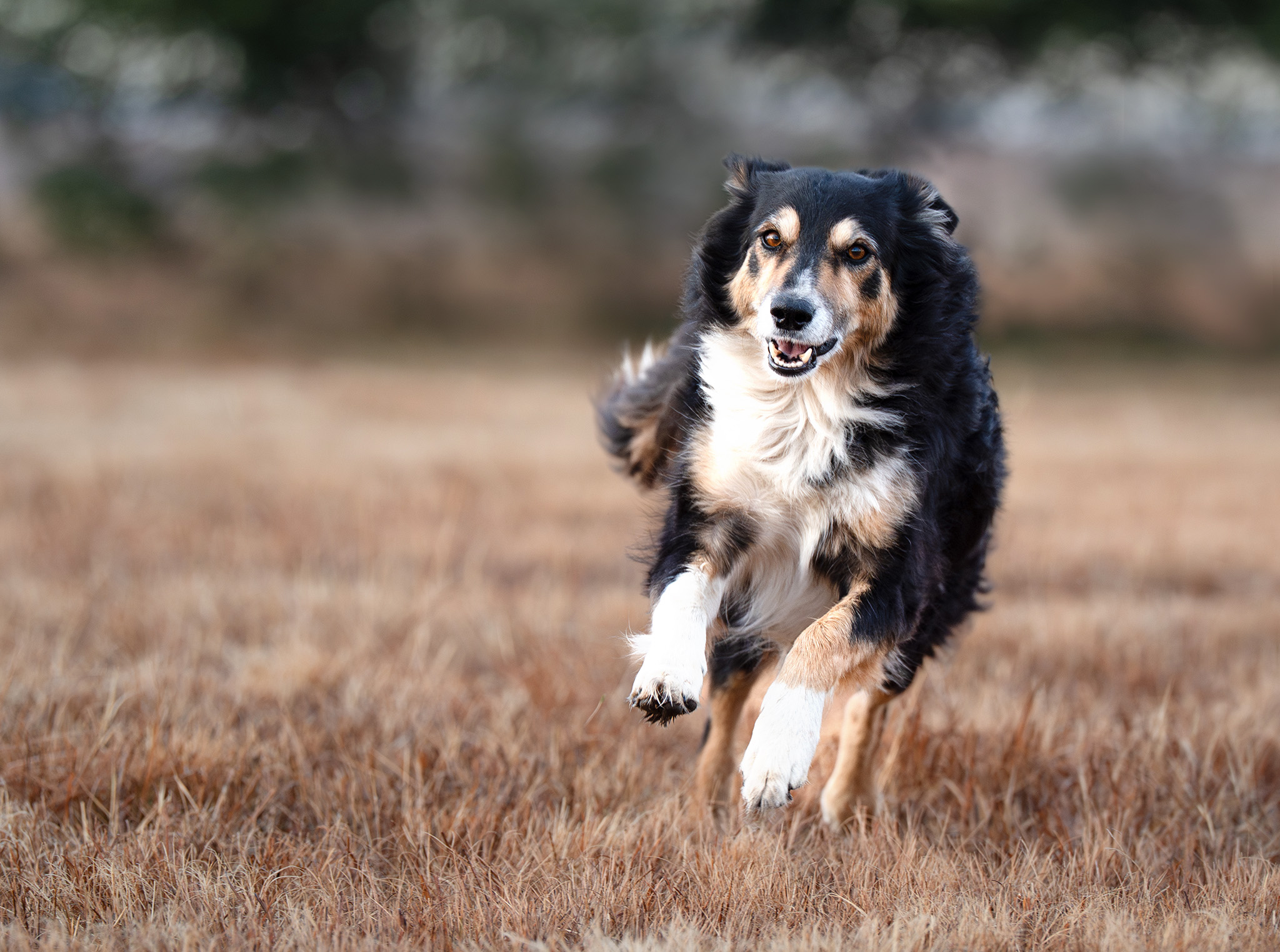 Image of borser collie running towards the camera