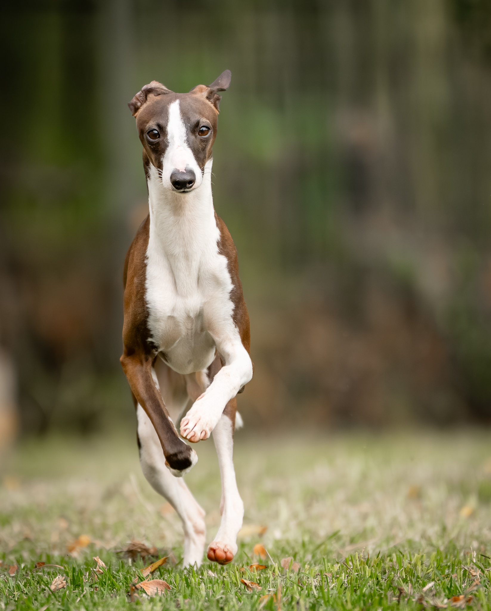 Image of Italian greyhound running towards the camera