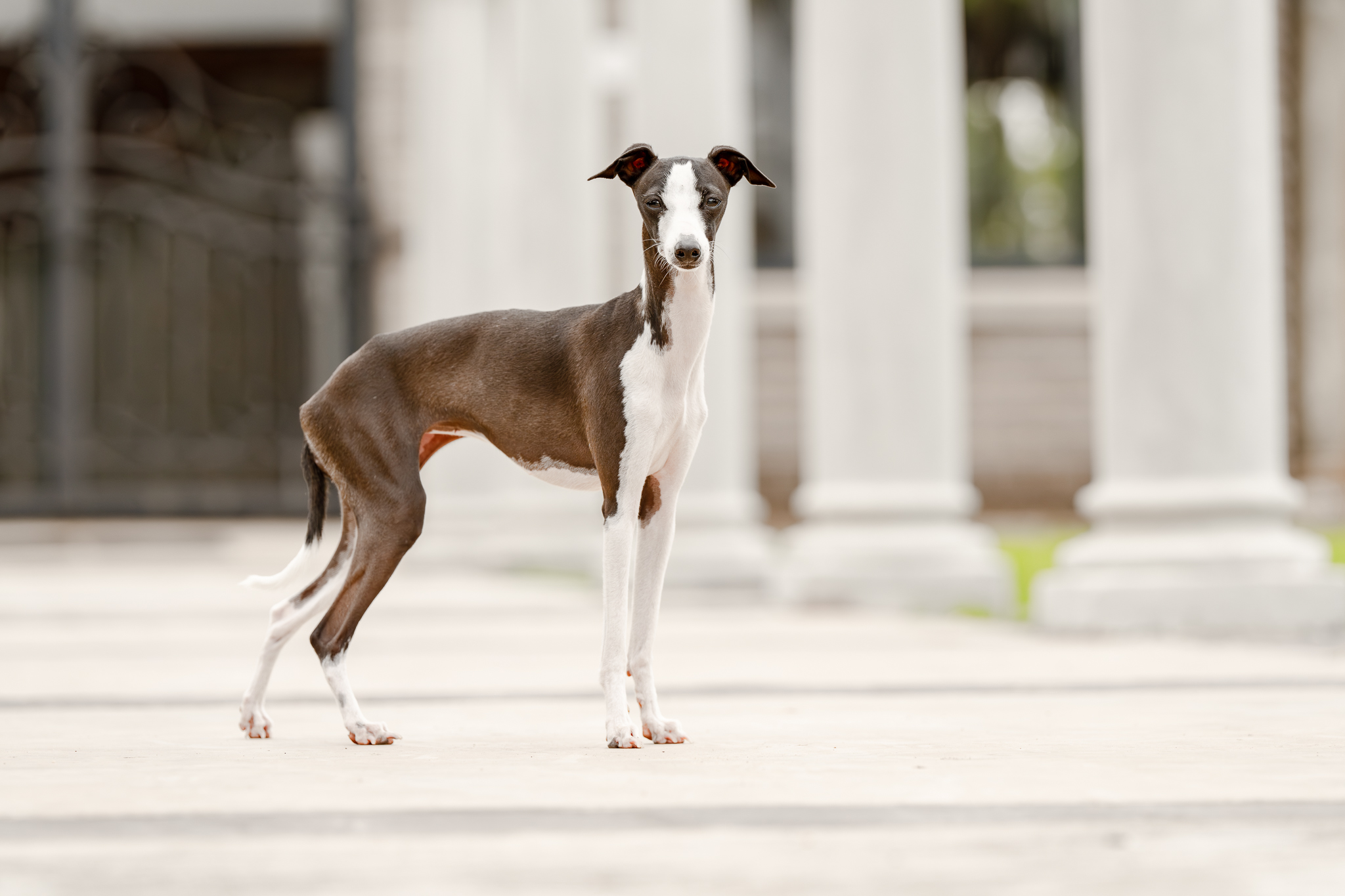 Italian Greyhound posing for the camera