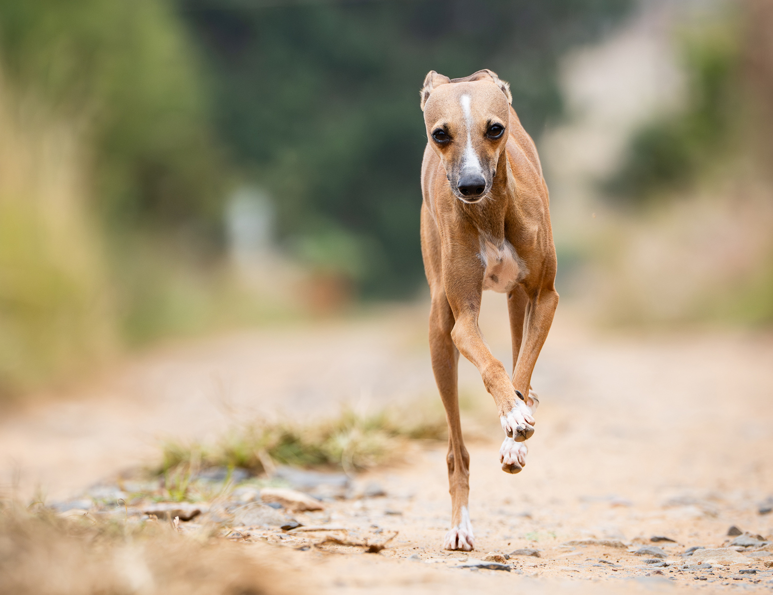 Action image of an Italian greyhound sprinting towards the camera 
