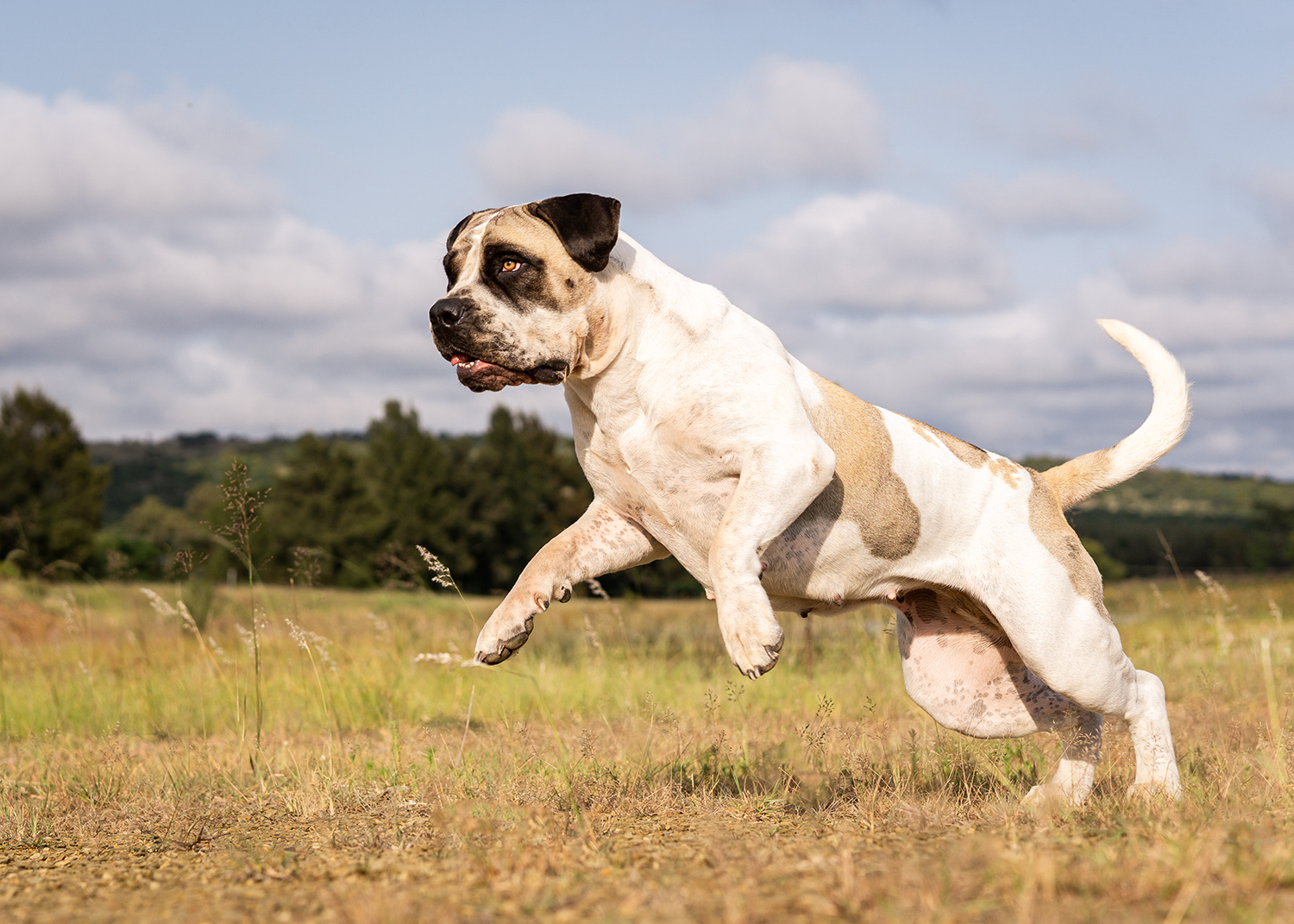 Action portrait of a South African Mastiff
